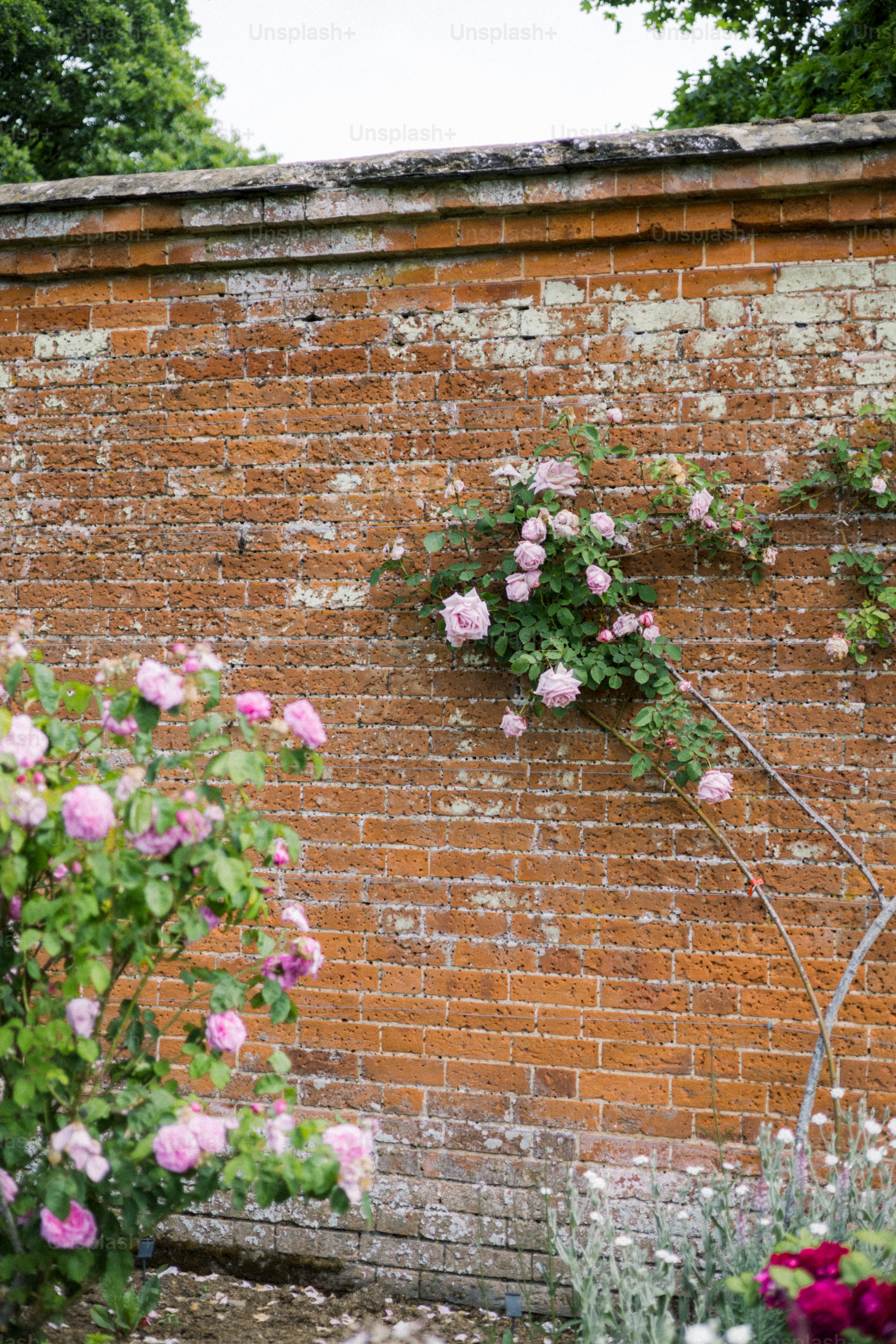 Pink roses climb a weathered brick wall.