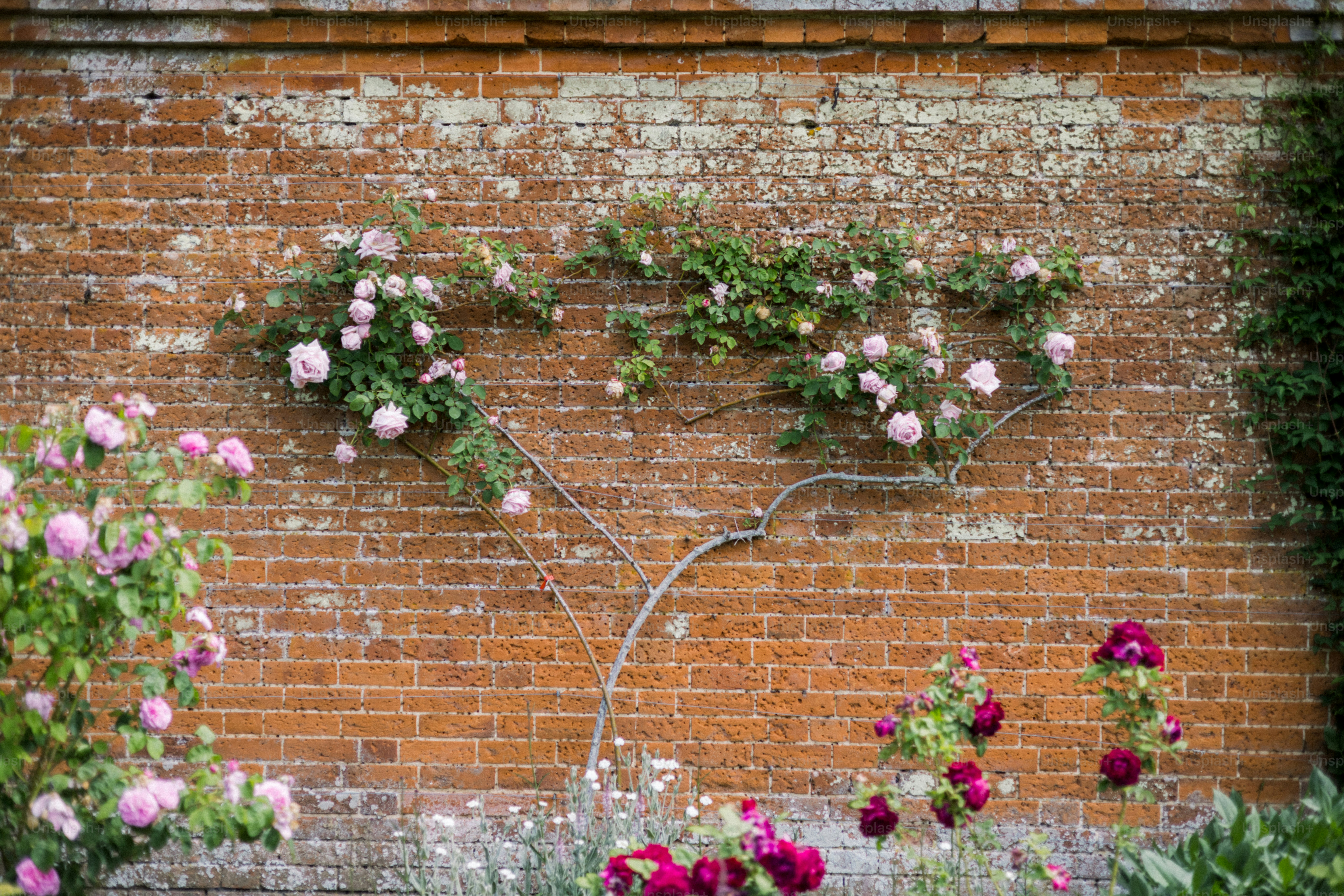 Roses bloom against a rustic brick wall. photo – Flowers Image on Unsplash