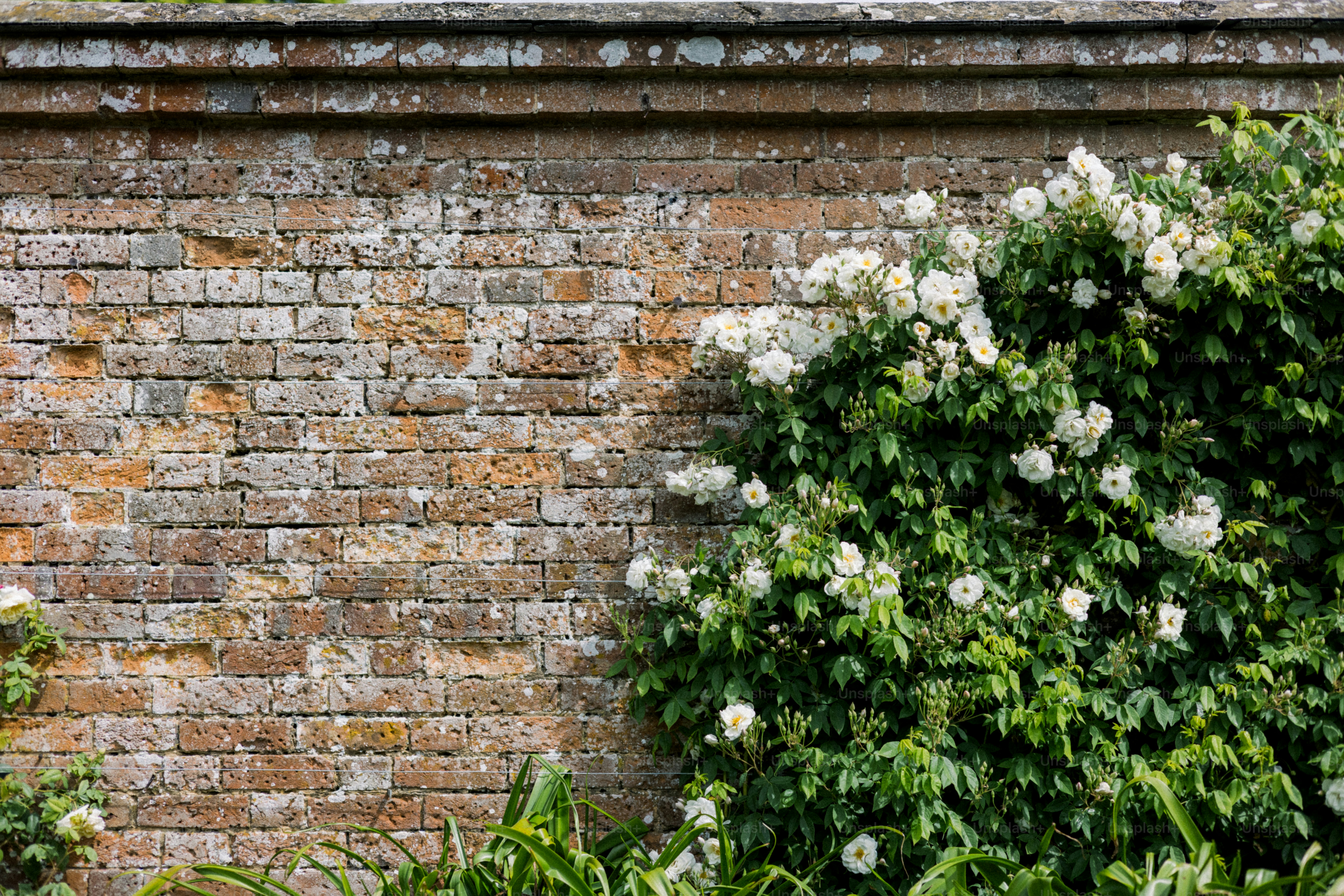 Des fleurs blanches grimpent sur un mur de briques patinées.