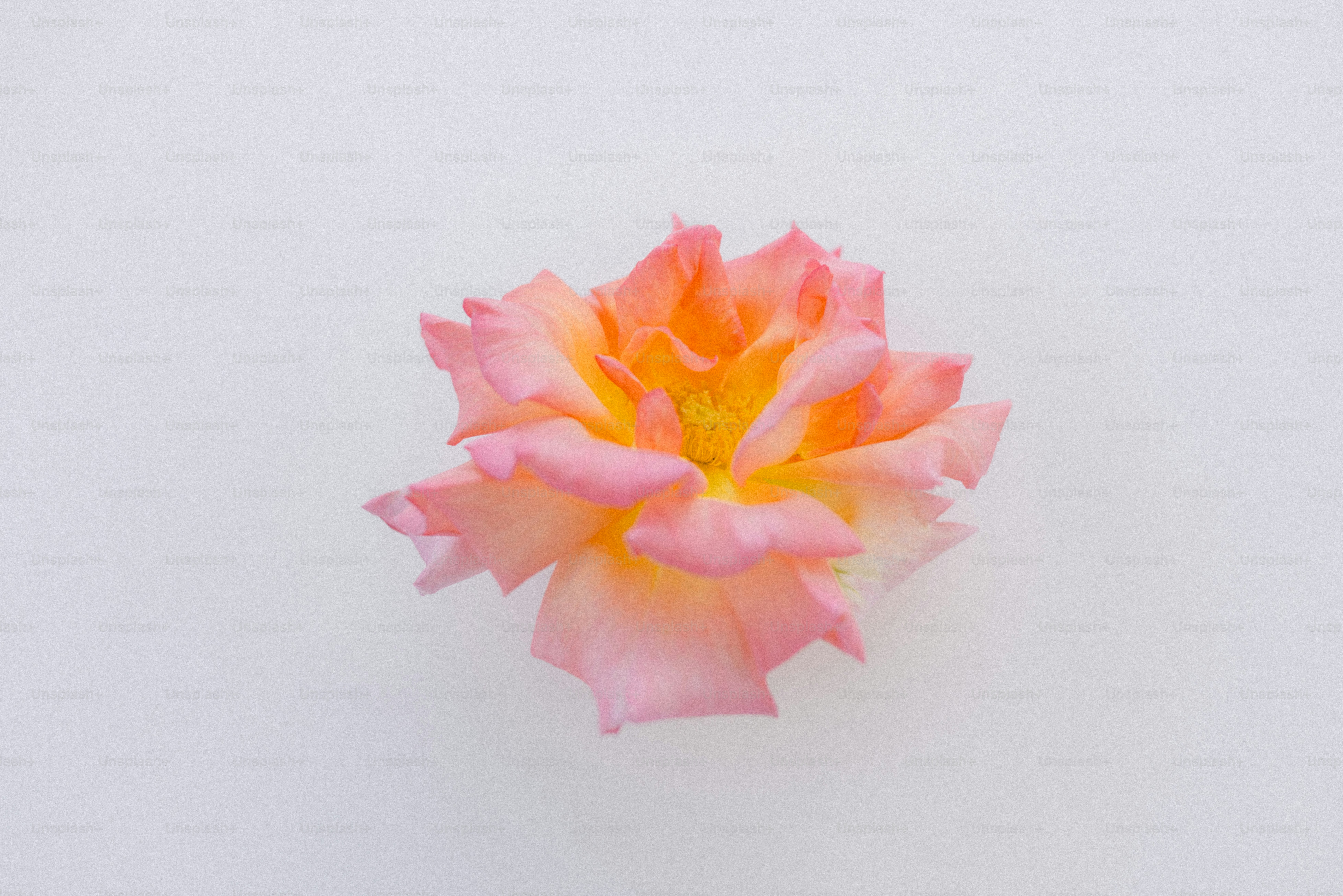 Eine hübsche Rosenblüte liegt isoliert da.