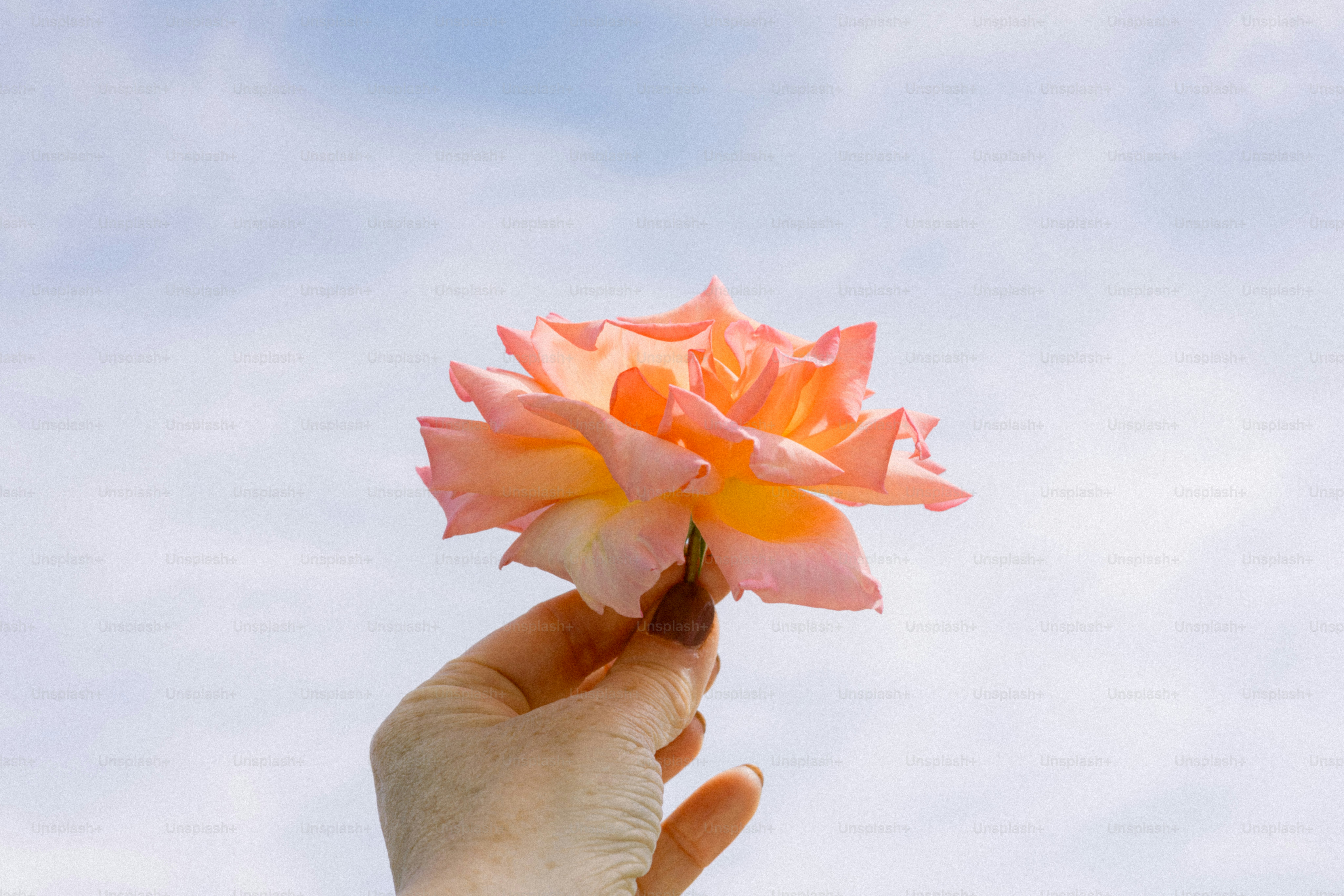 Die Hand hält eine wunderschöne, orangefarbene Rose gegen den Himmel.