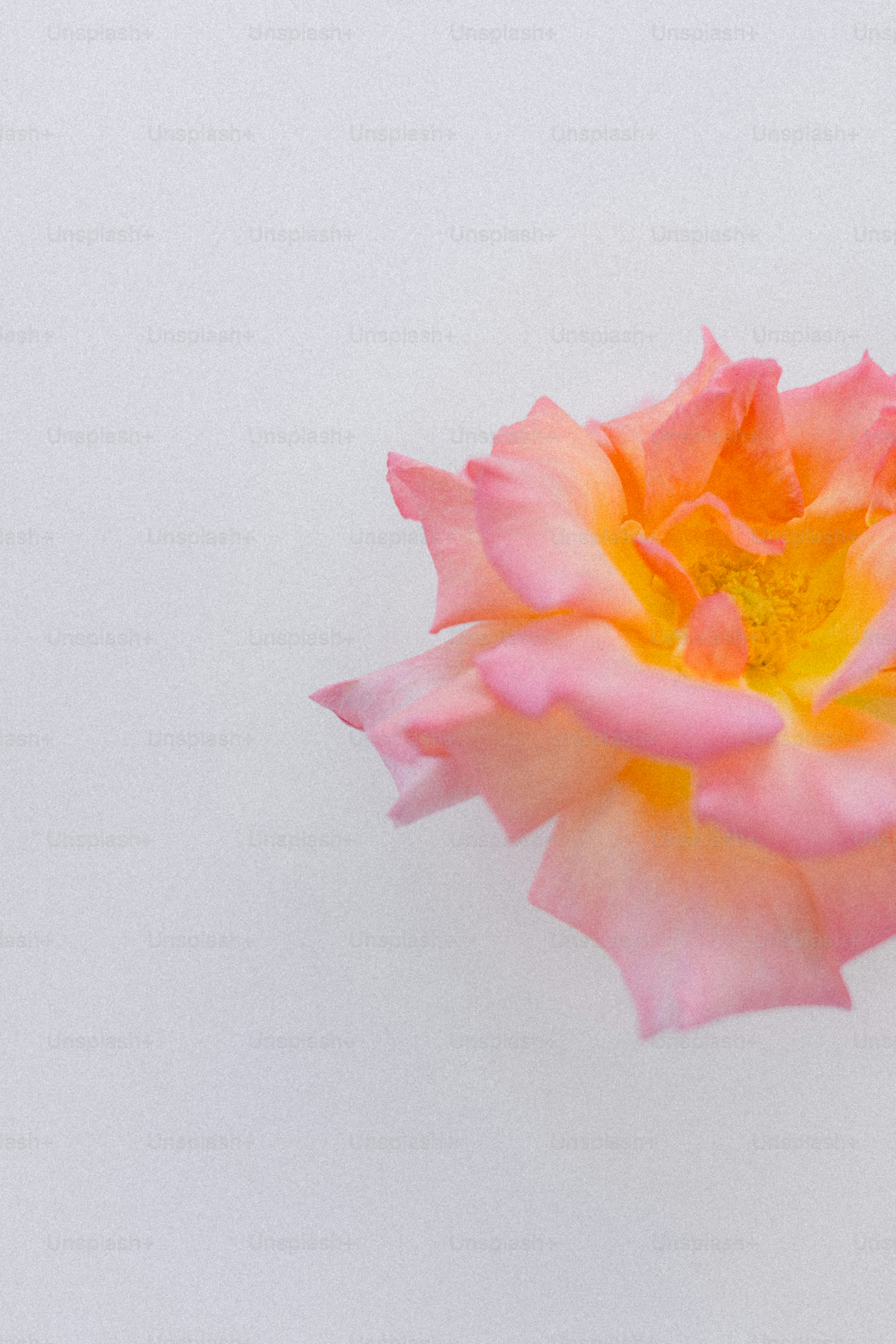 Eine bunte Rose ruht auf weißem Hintergrund.