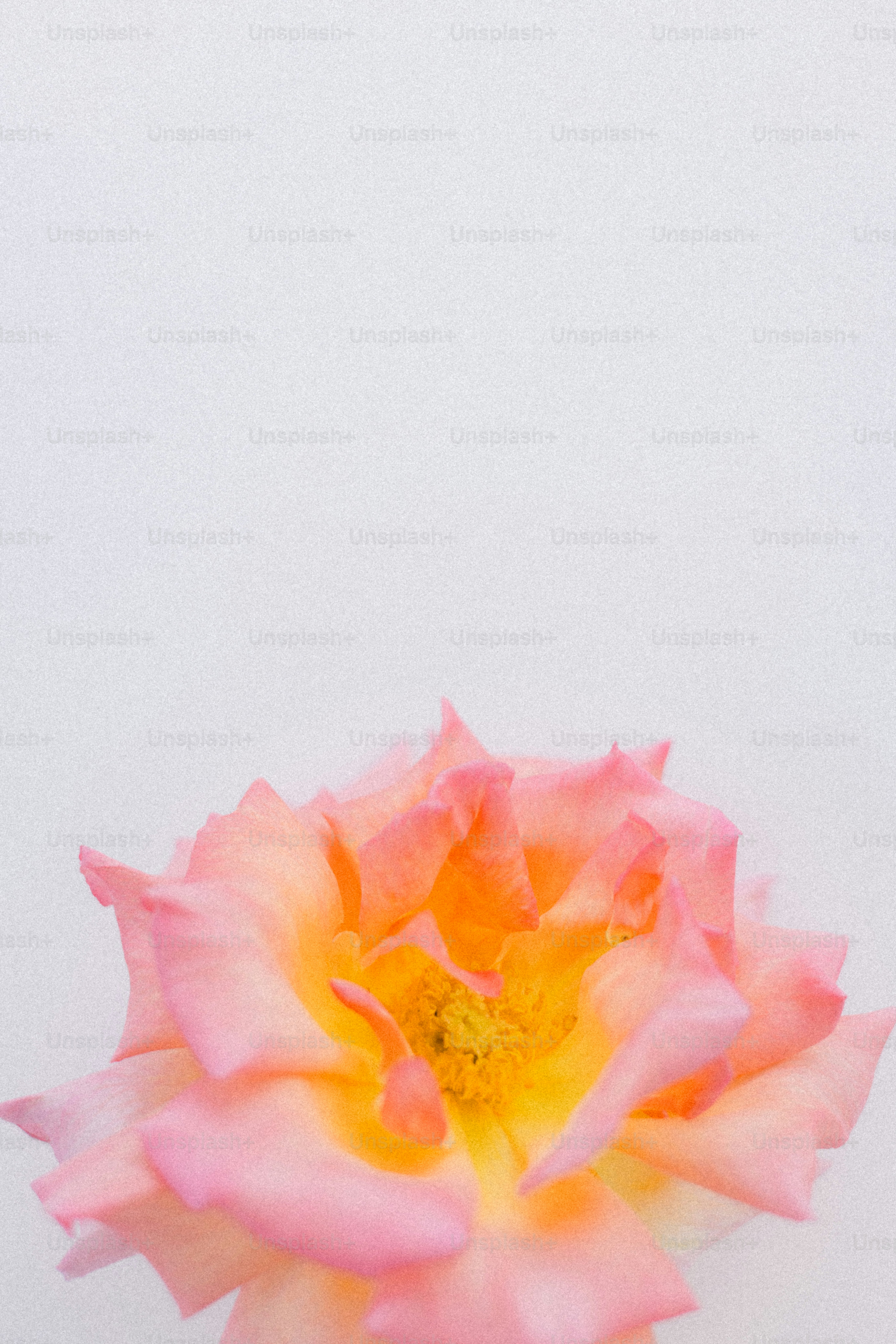 Eine wunderschöne rosa und orangefarbene Rose, die blüht.