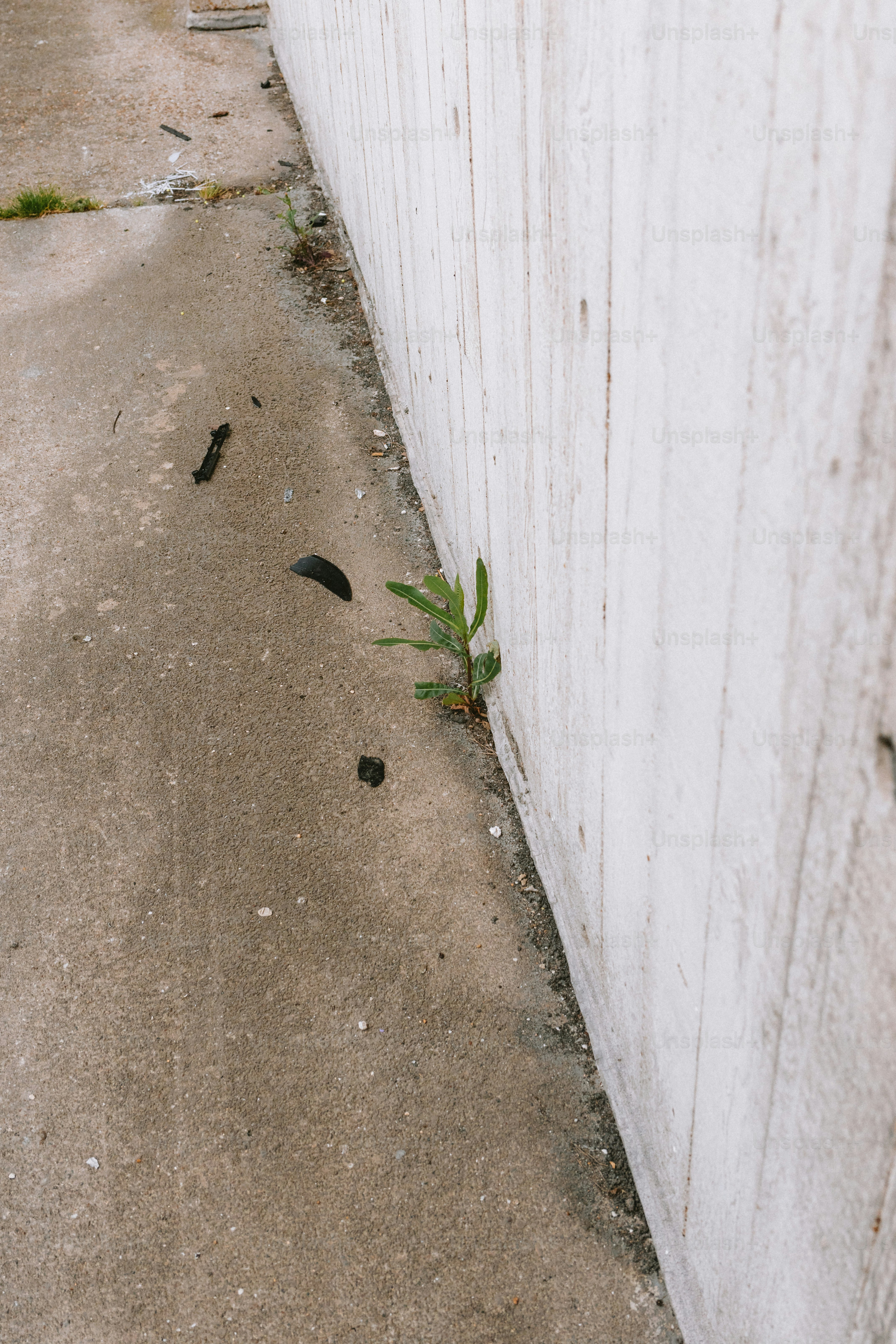 Una pequeña planta crece junto a una valla blanca.