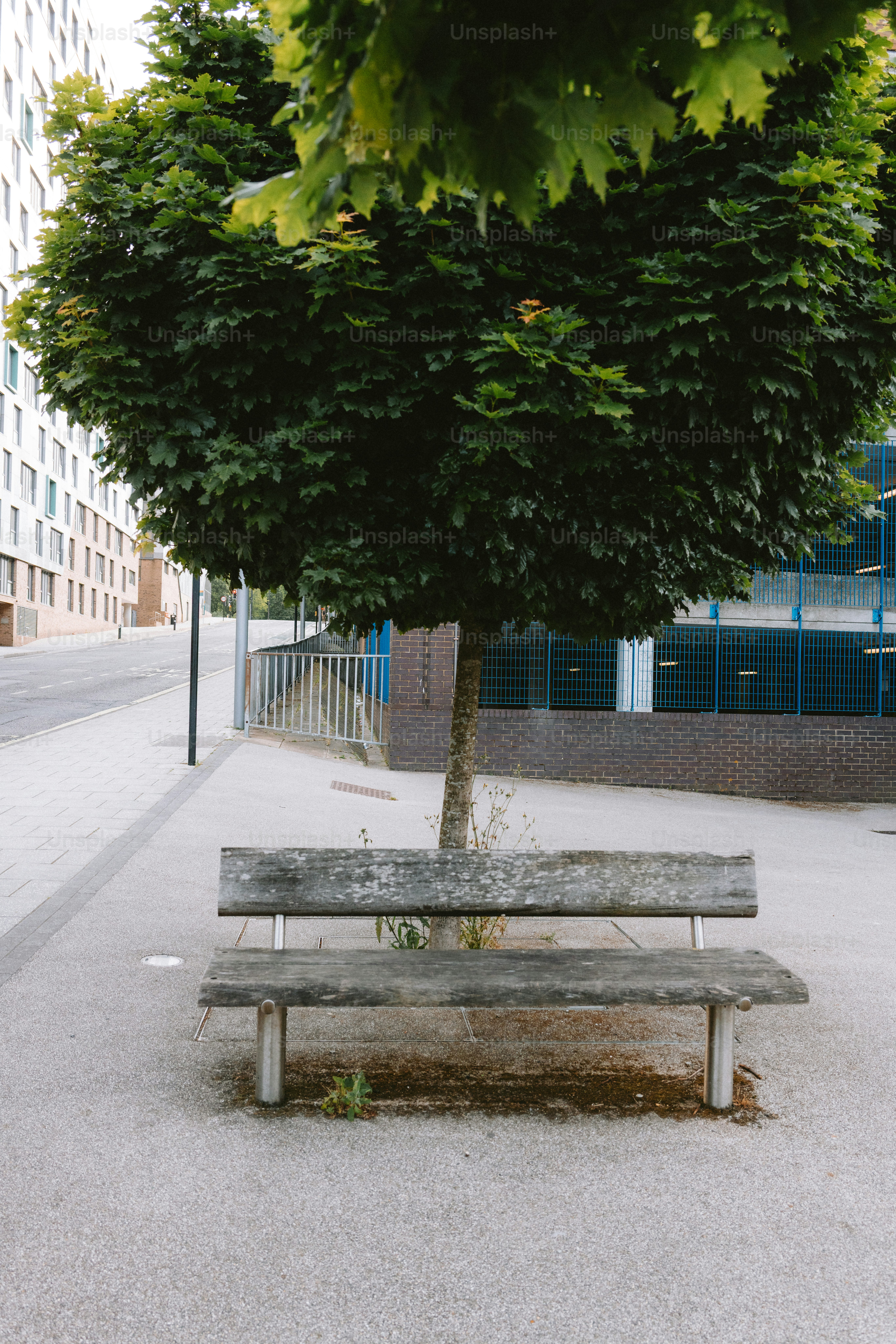 Un banco de madera se encuentra bajo la sombra de un árbol.