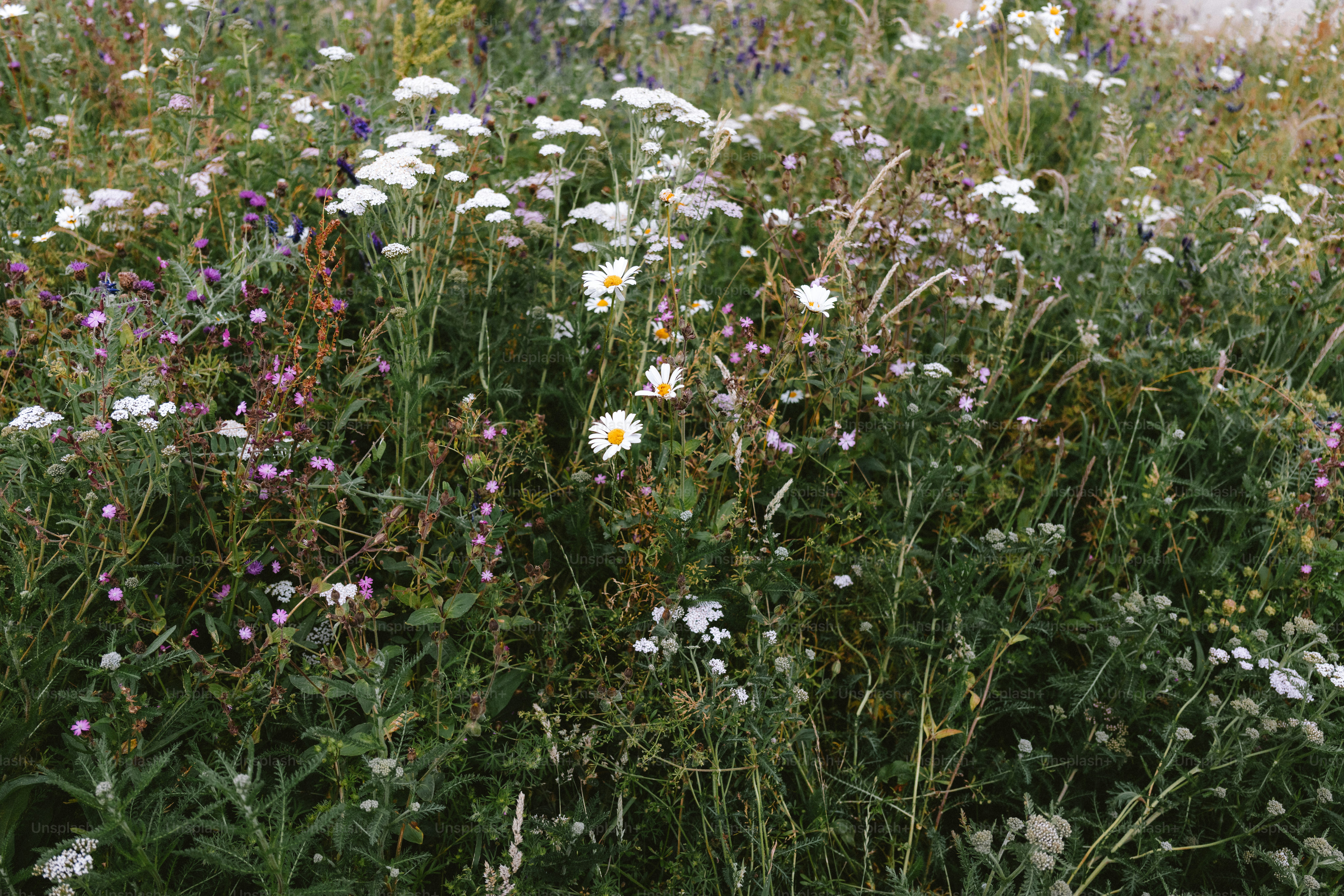 A field of wildflowers blooming in abundance.