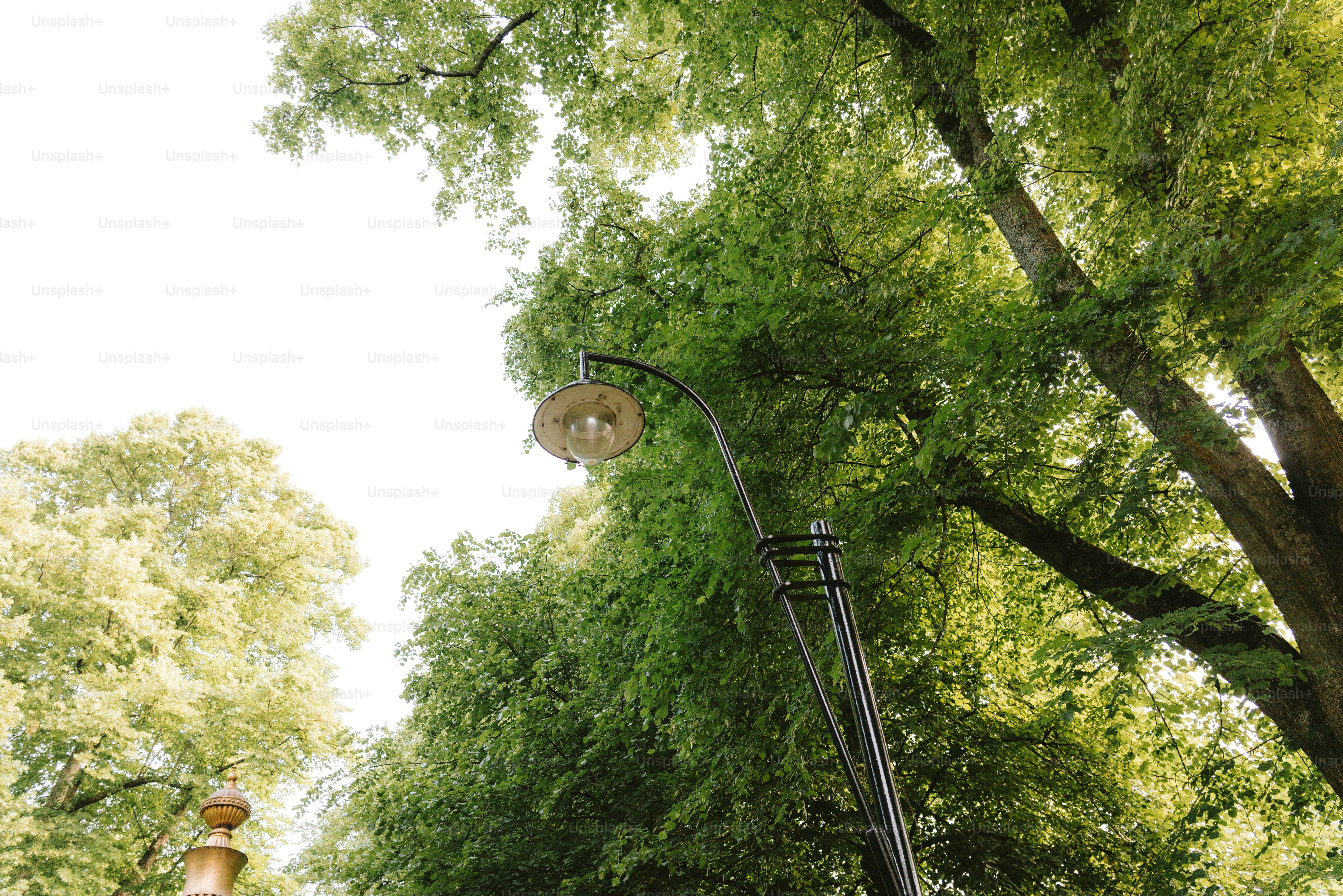 A streetlight pierces green trees reaching into the sky.