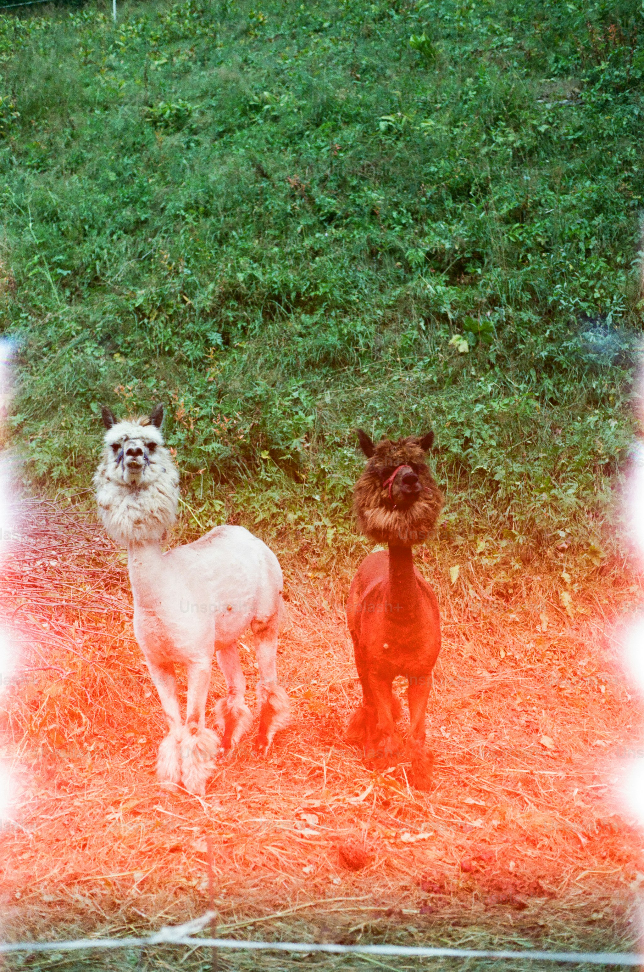 Two llamas stand together, facing the camera.