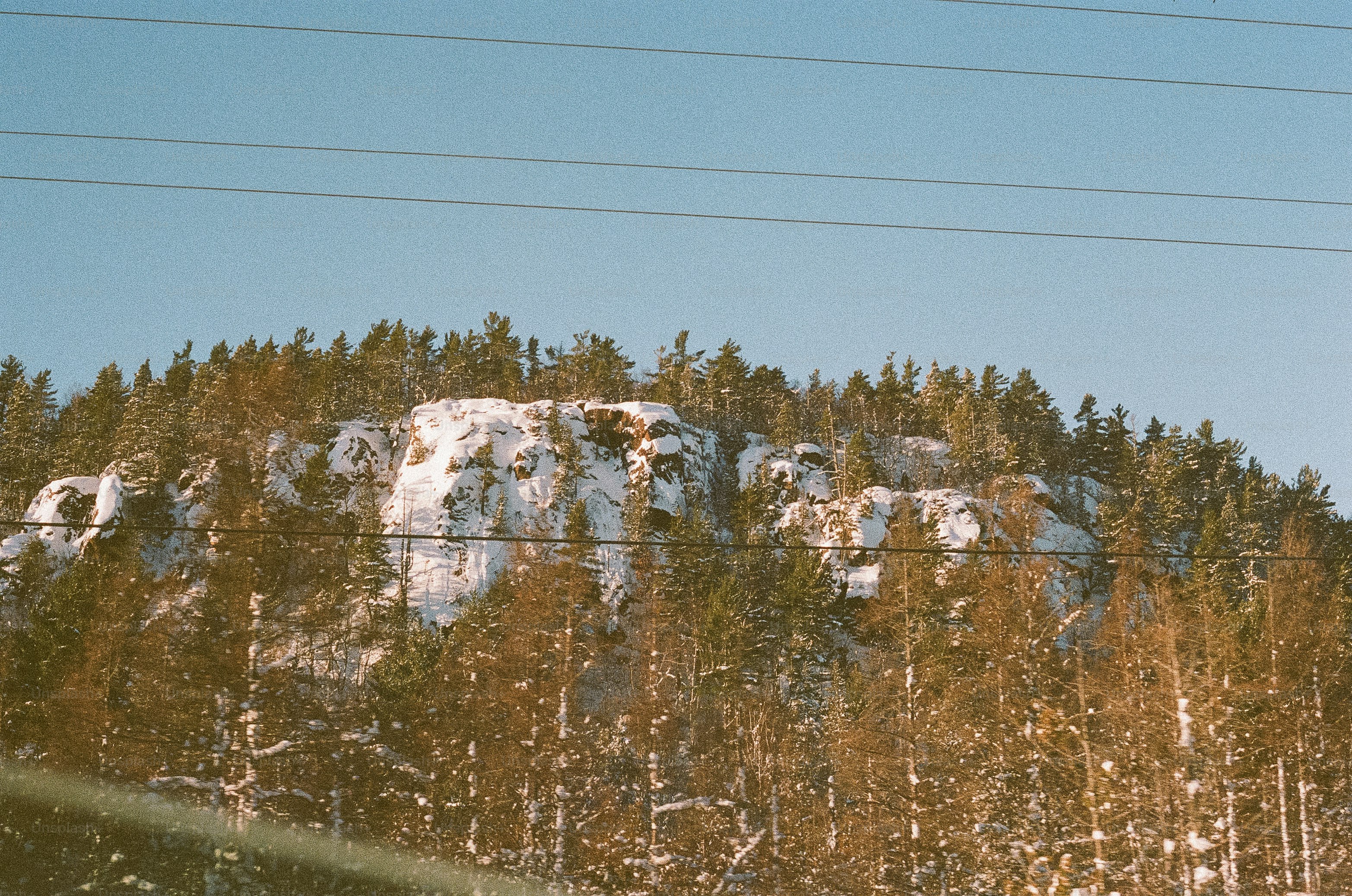 Snowy hillside covered in trees under a blue sky.