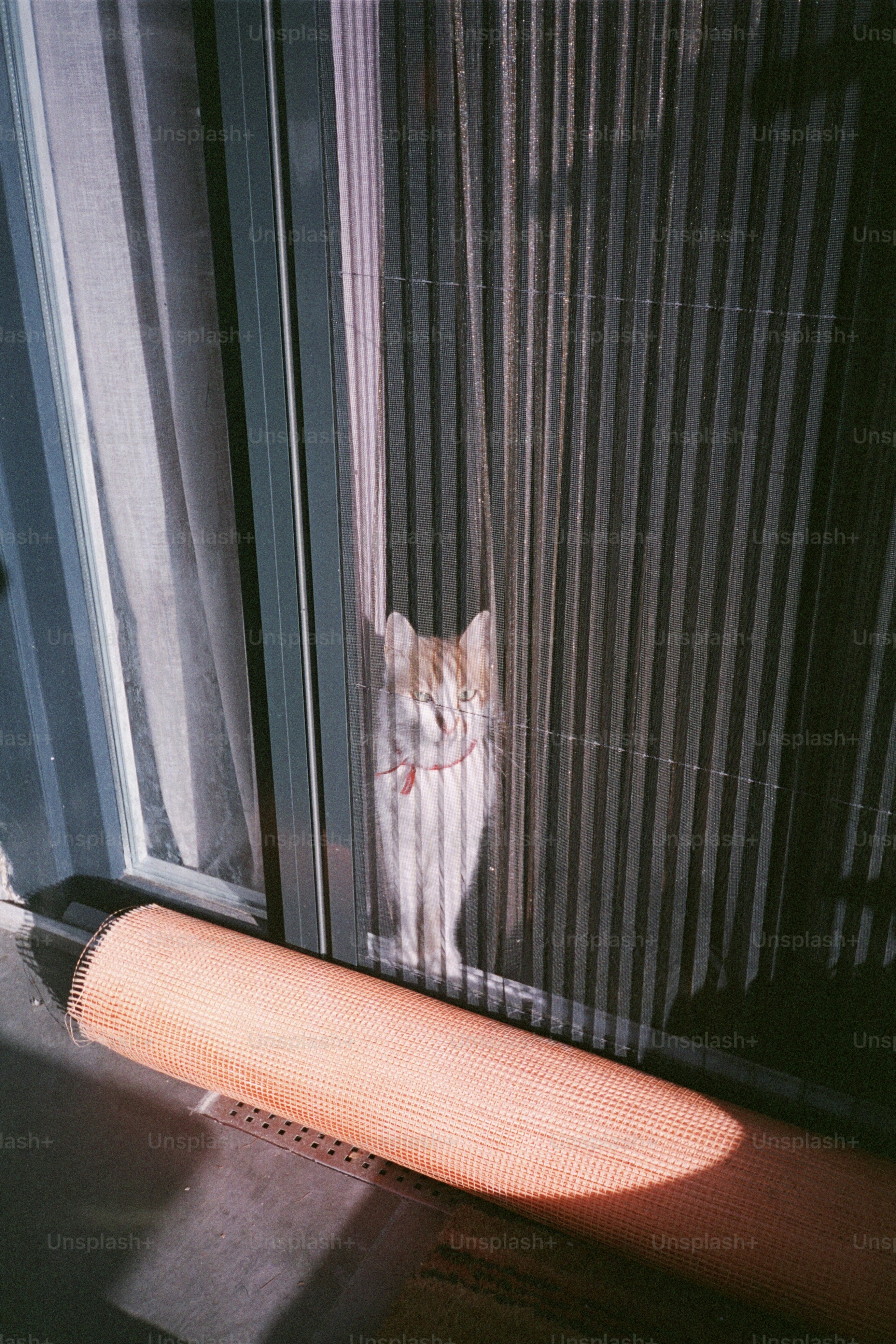 A cat stares through the window screen.
