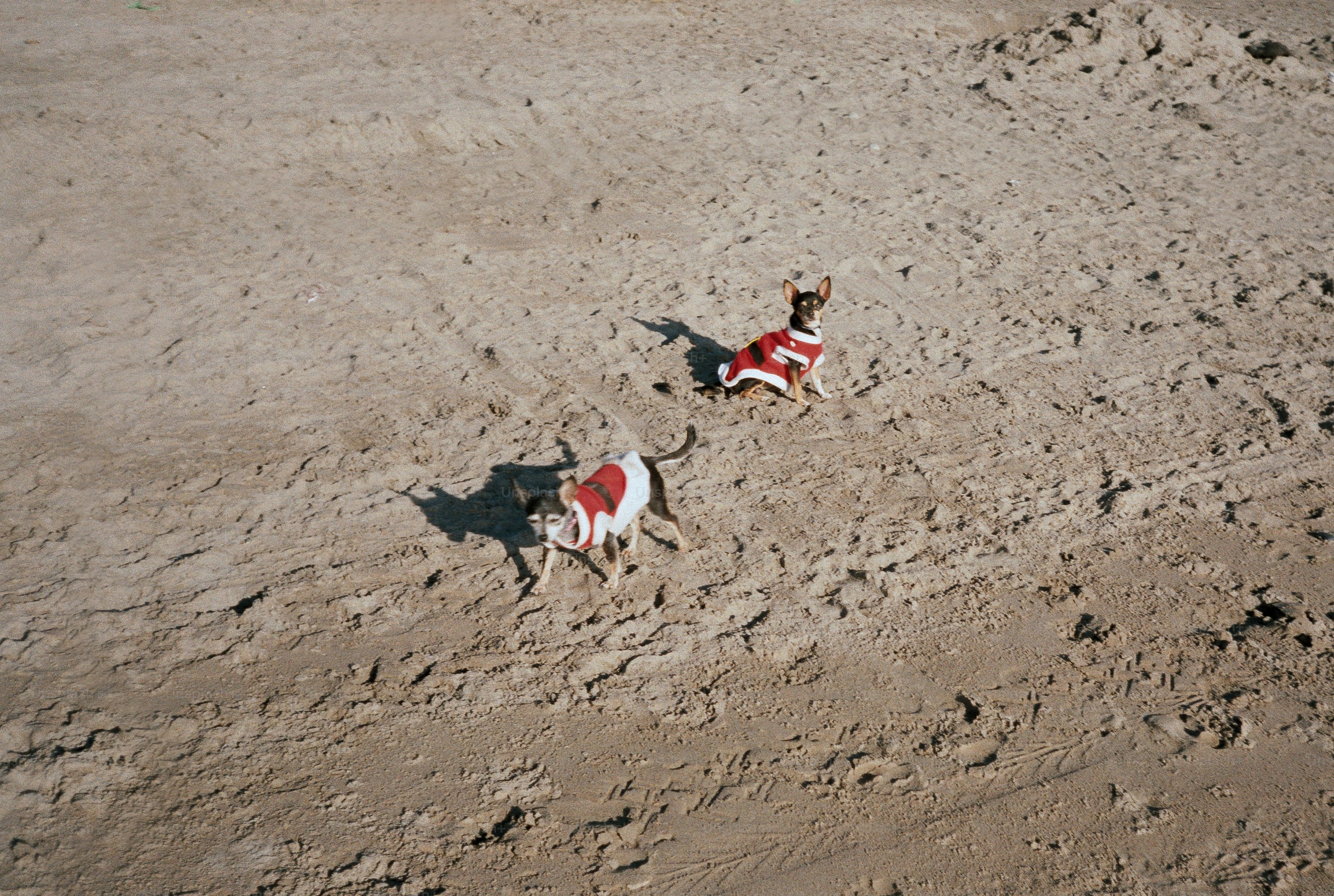 Zwei Hunde laufen in Pullovern im Sand herum.