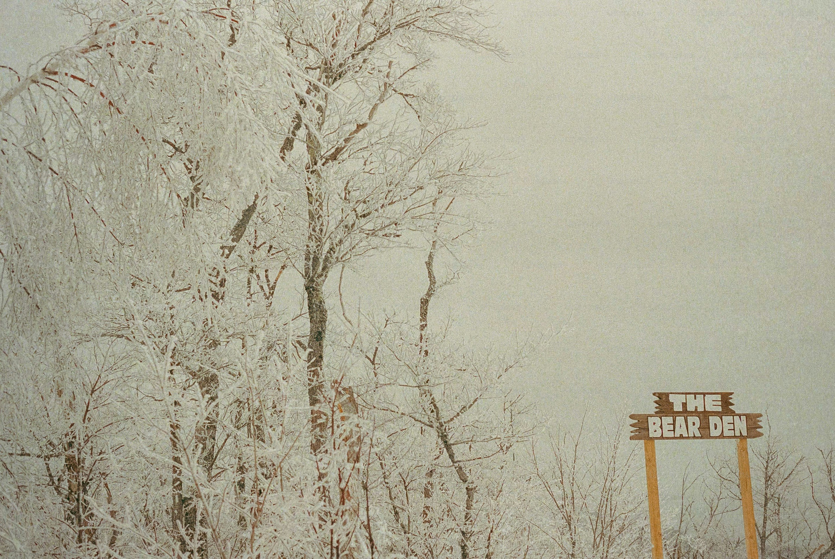 Winter trees obscure a sign that reads "the bear den."