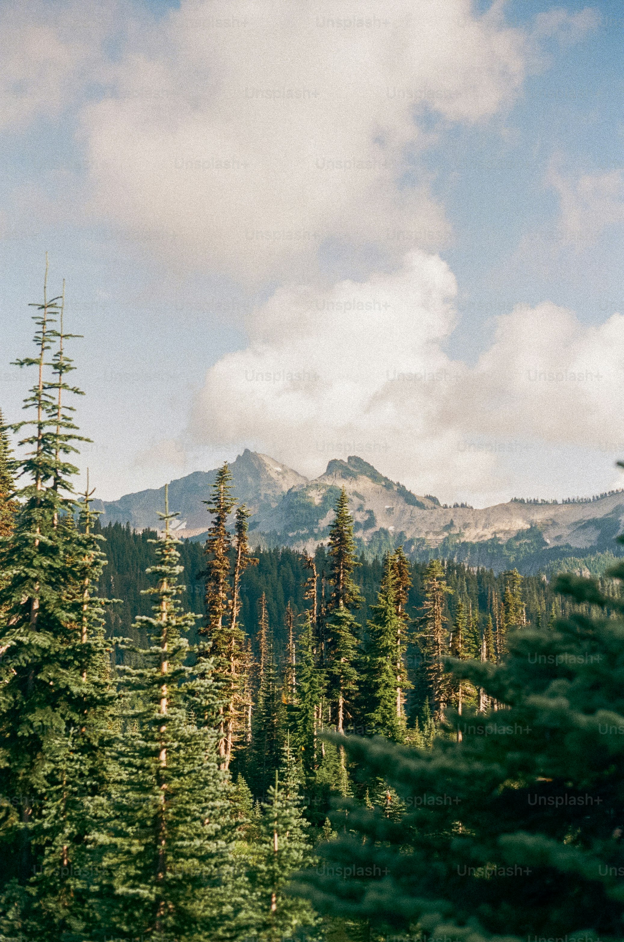 Bosque y montañas bajo un cielo nublado.