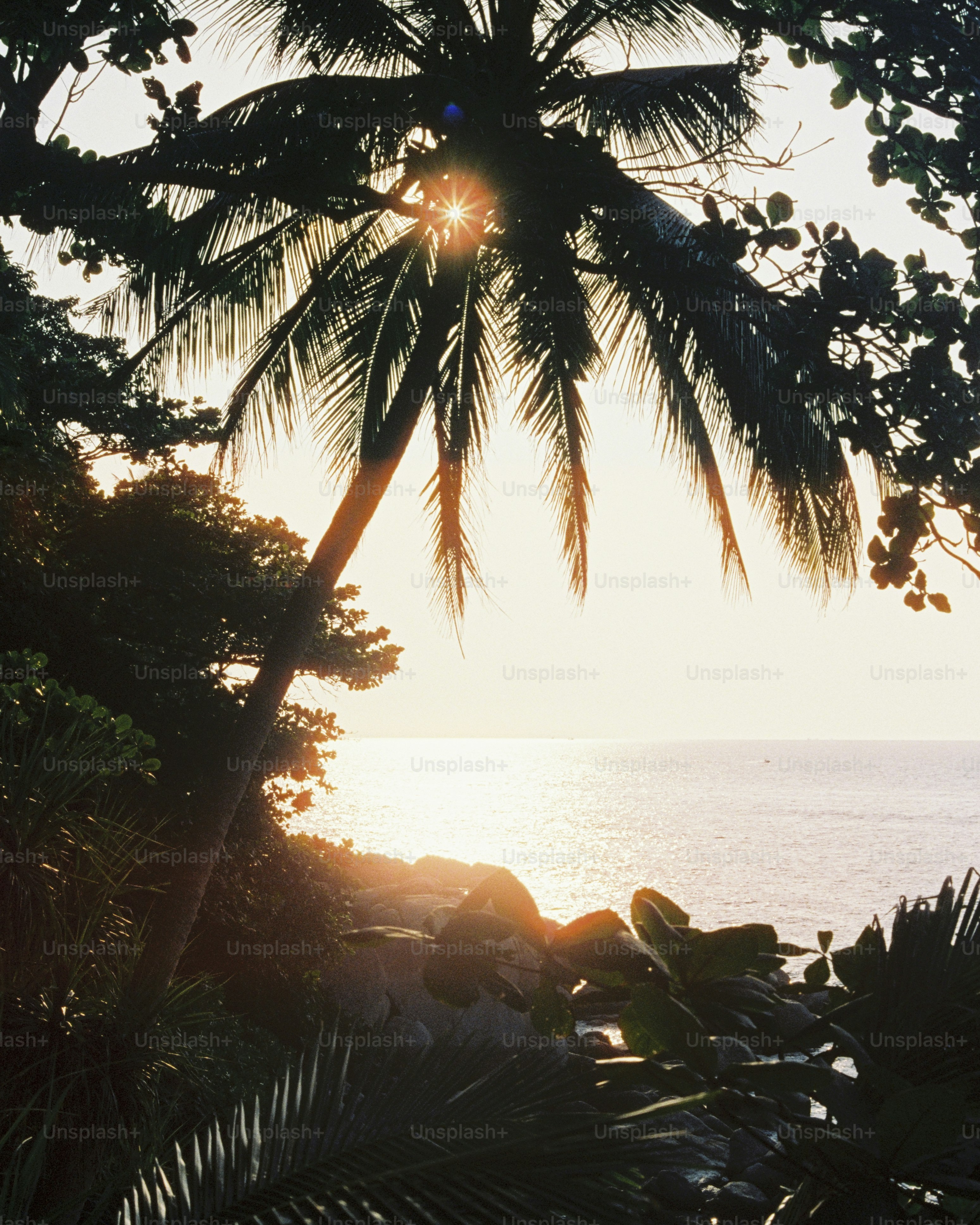 Sunlight shines through a palm tree at the beach.