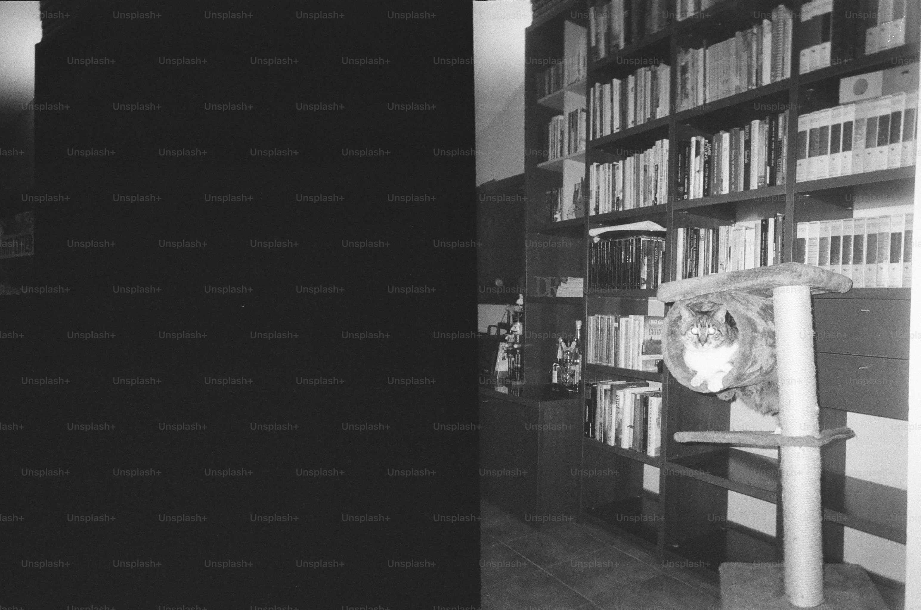 Cat lounging near a bookshelf.