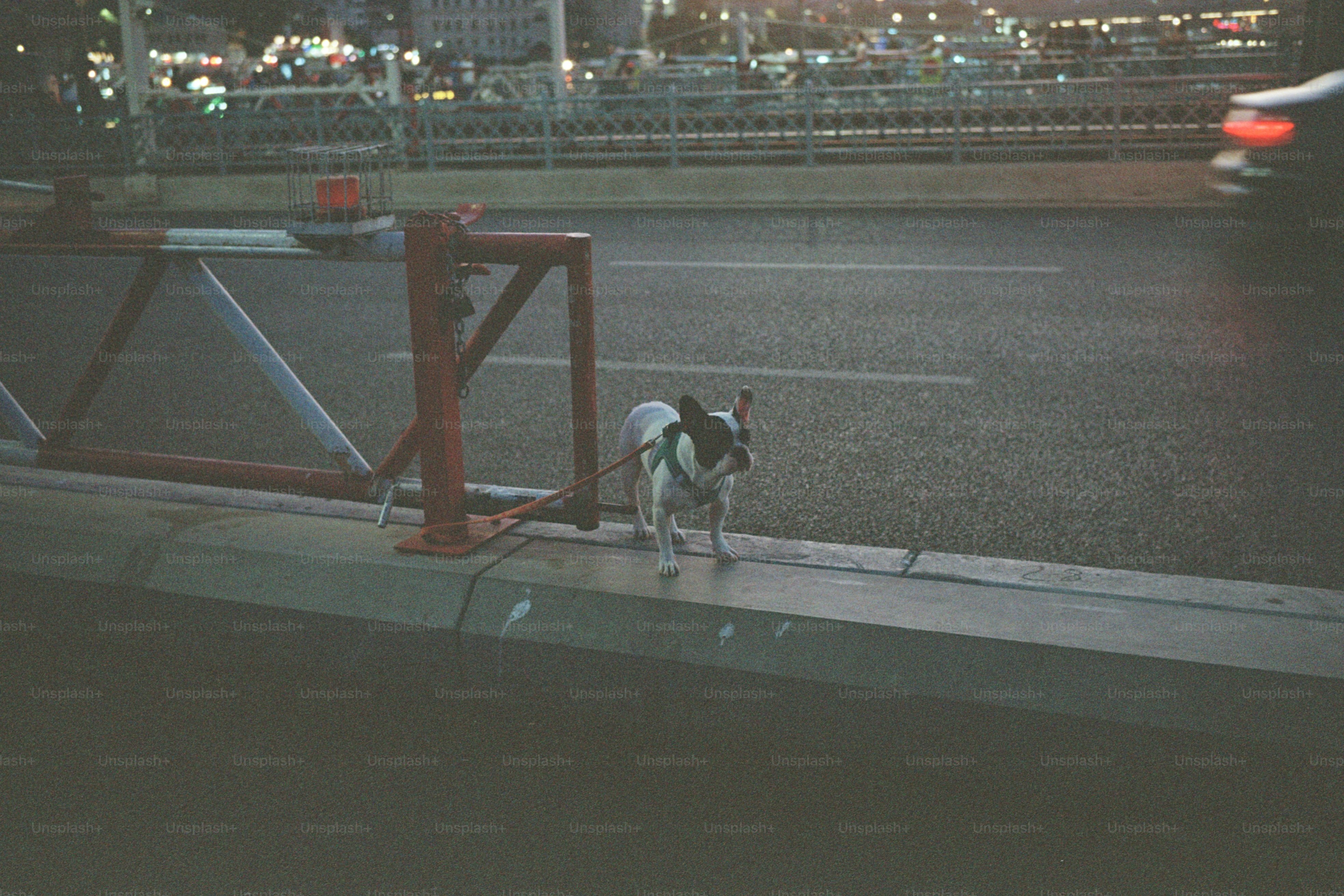 A dog stands by a road at night.