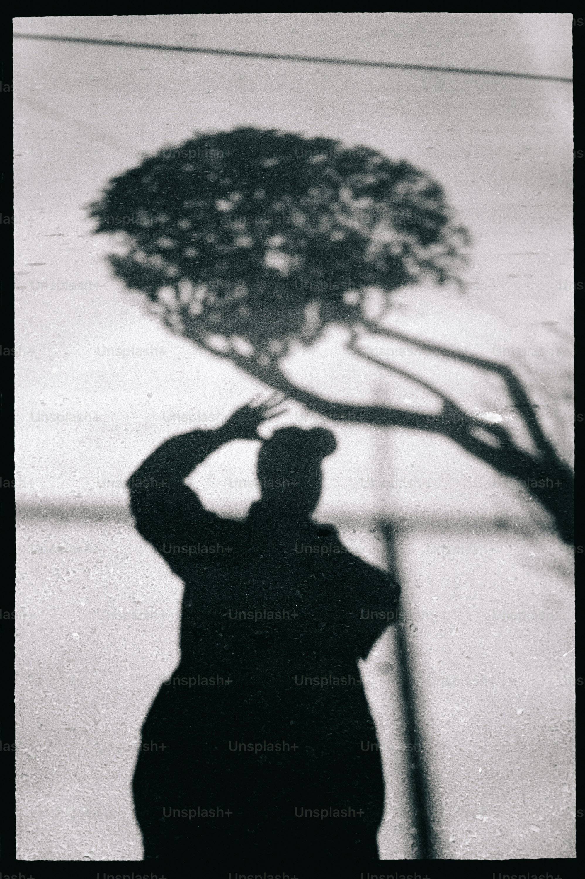 人の影が木の影に手を伸ばします。