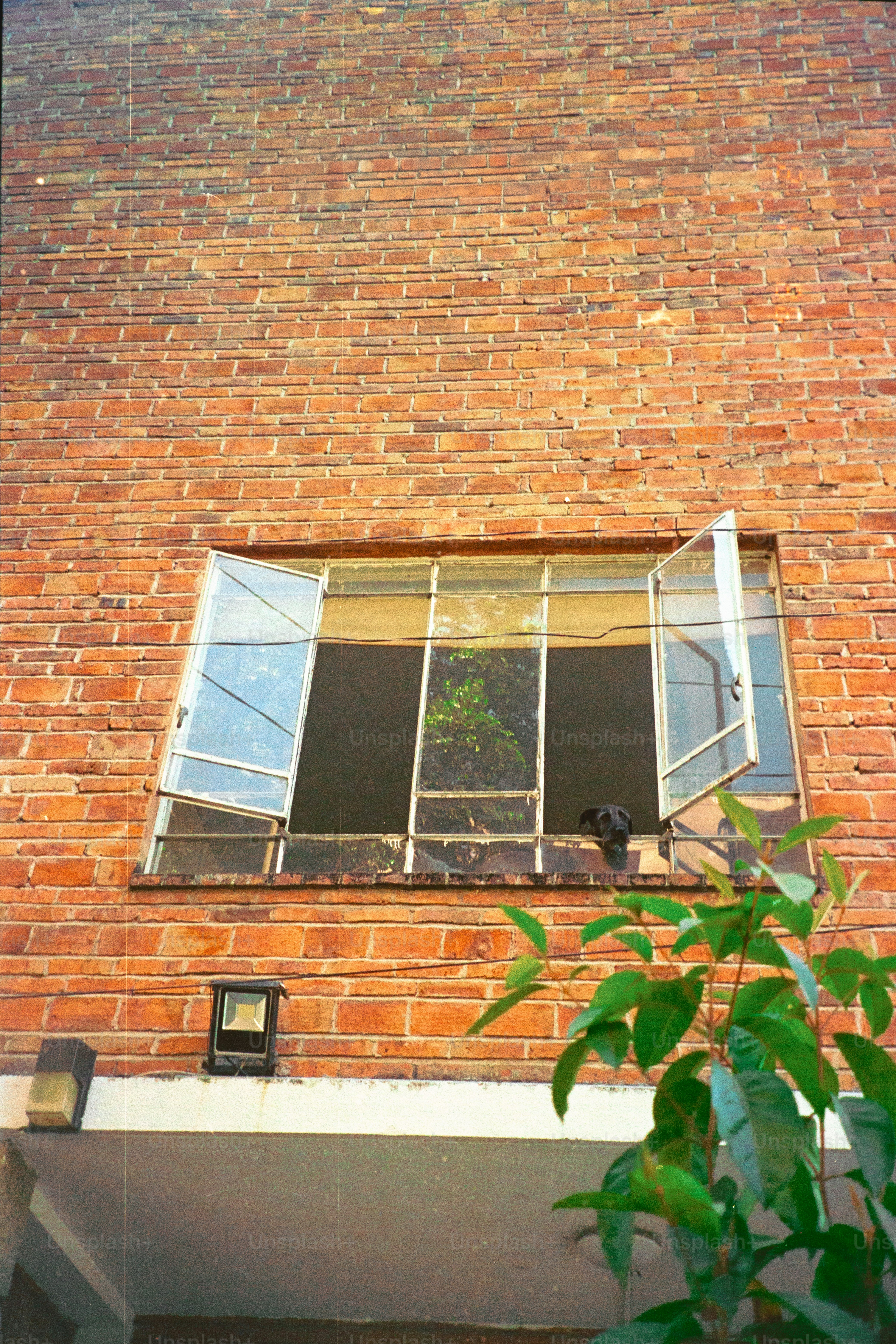 A dog peeks out of an open window.