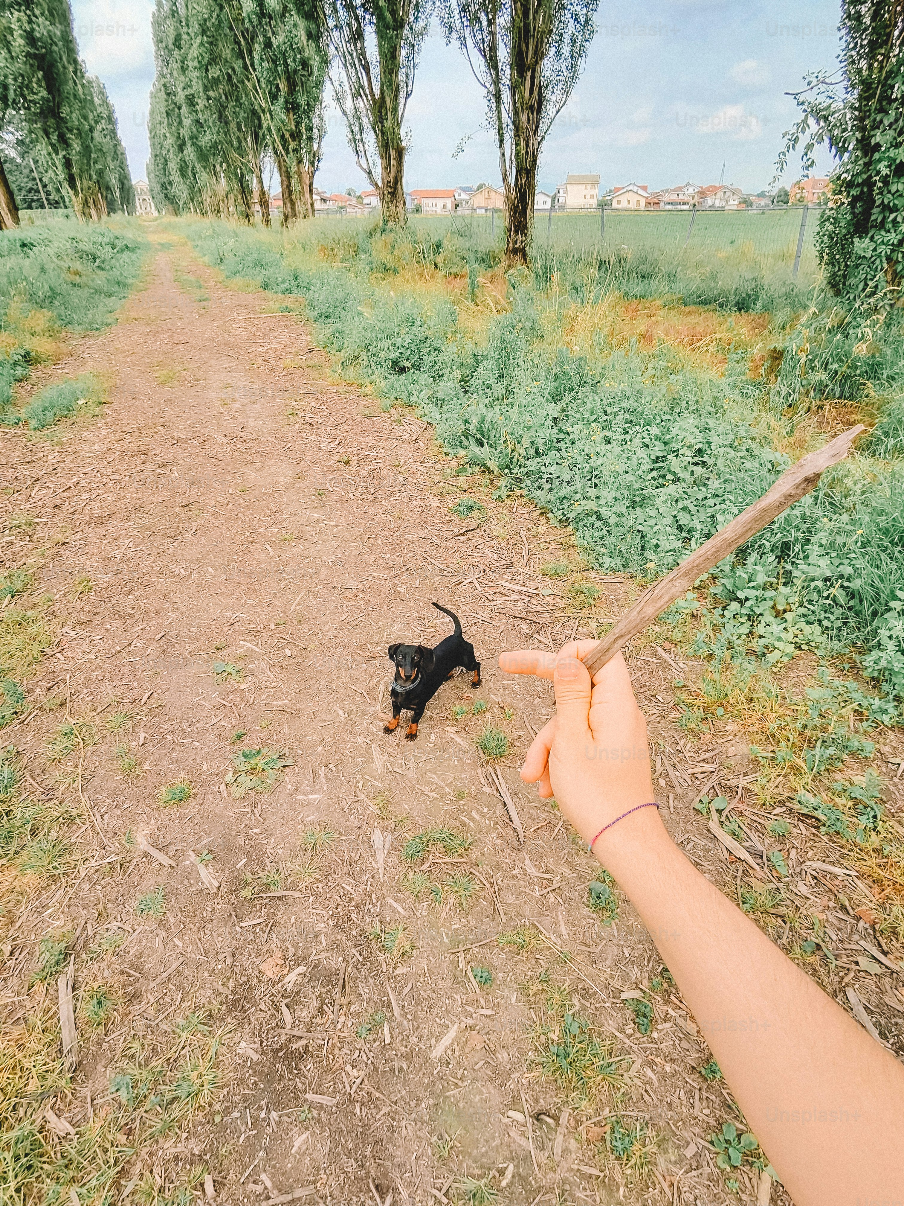 Welpe schaut auf einen Stock, der gehalten wird.