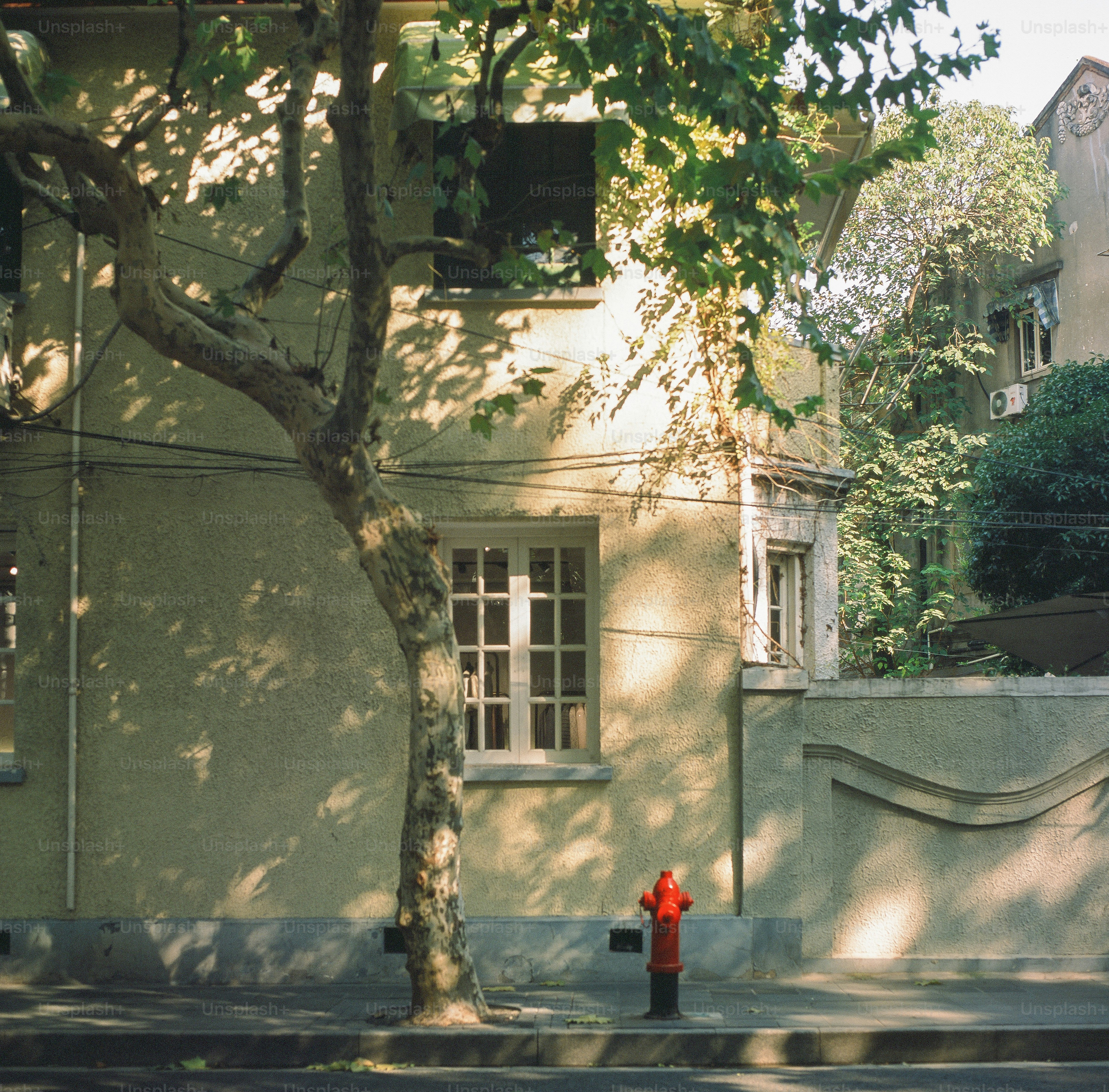 A tree casts shadows on an old building.