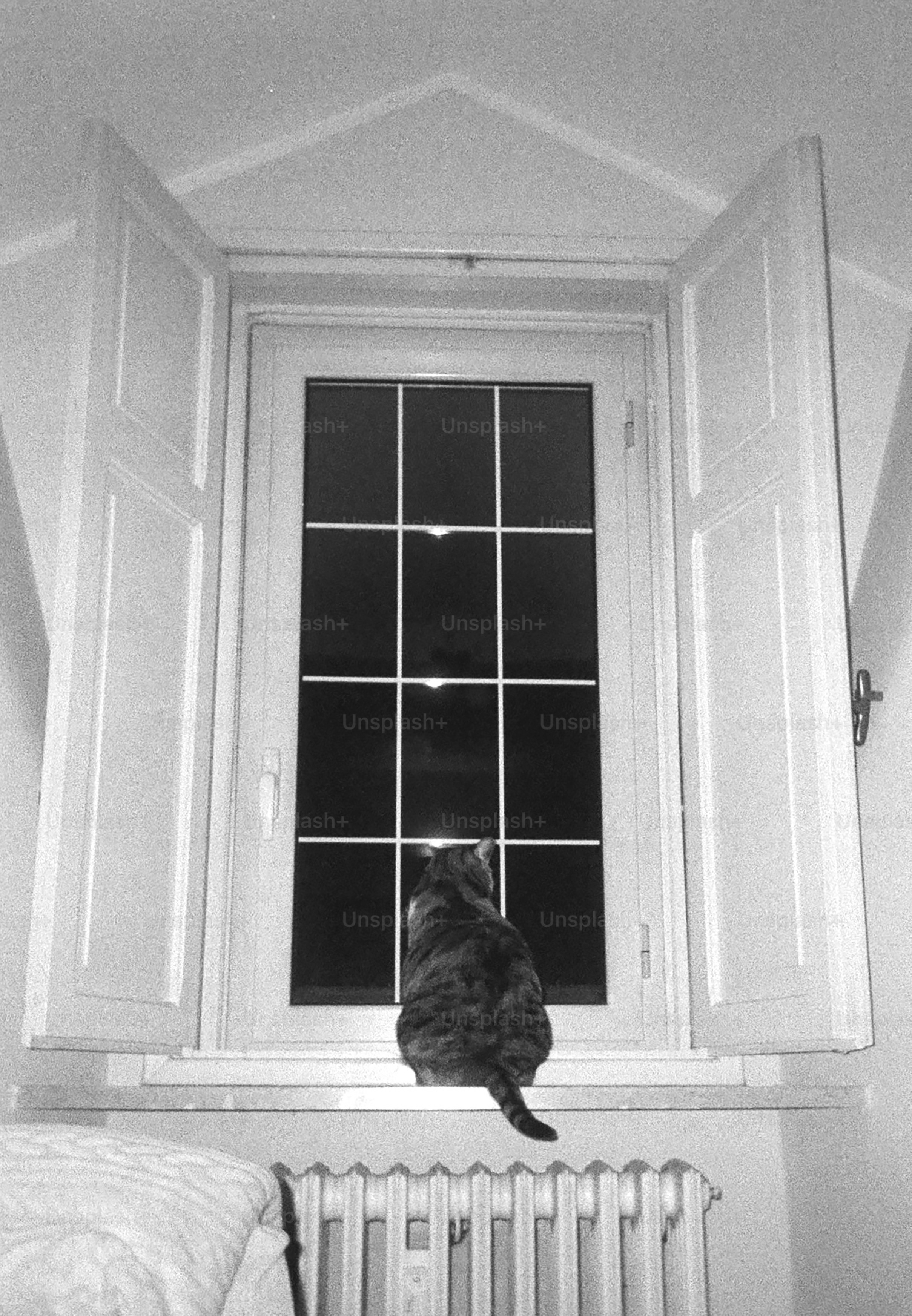 A cat looks out the window, intently watching.