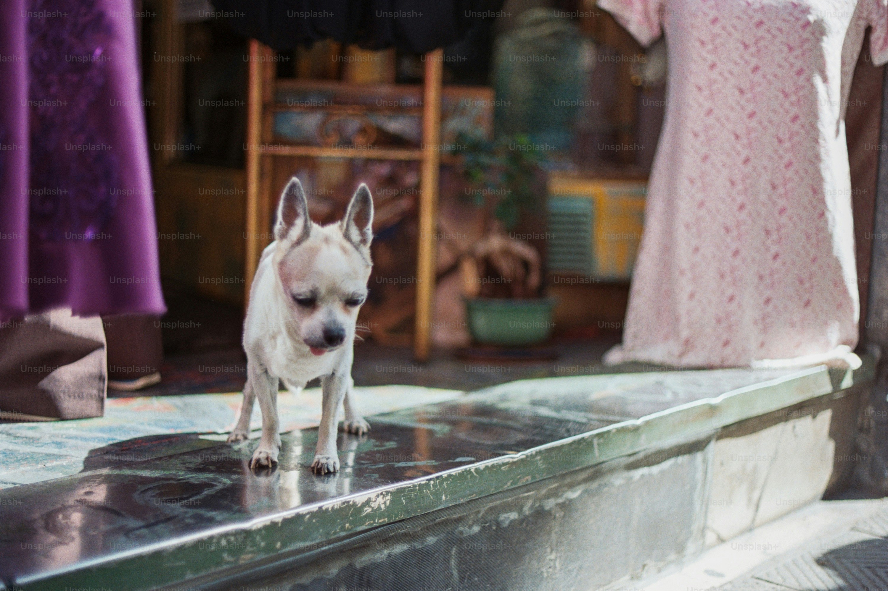 A small dog stands on a wet surface.