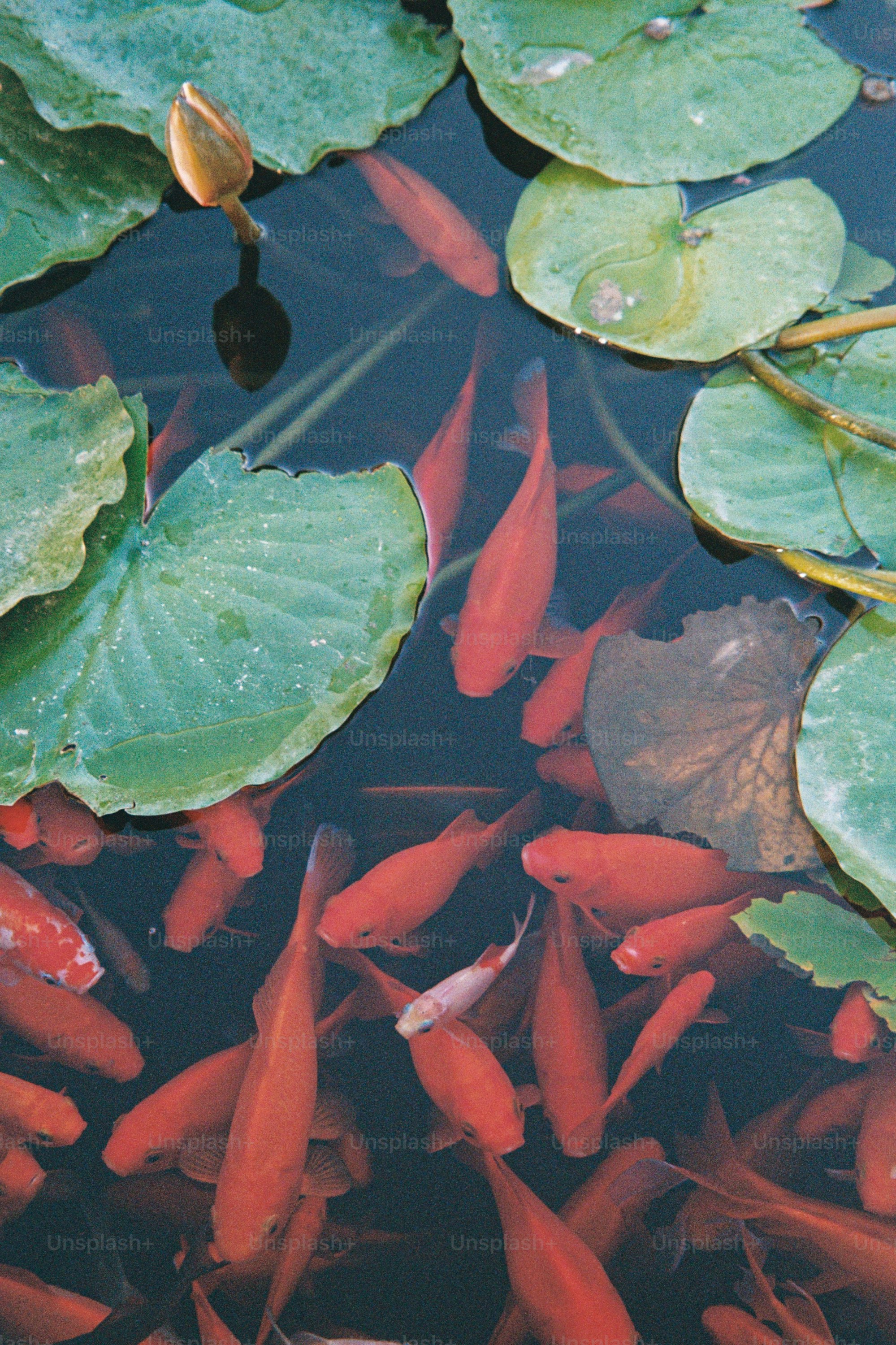 Los peces rojos nadan entre los nenúfares de un estanque.