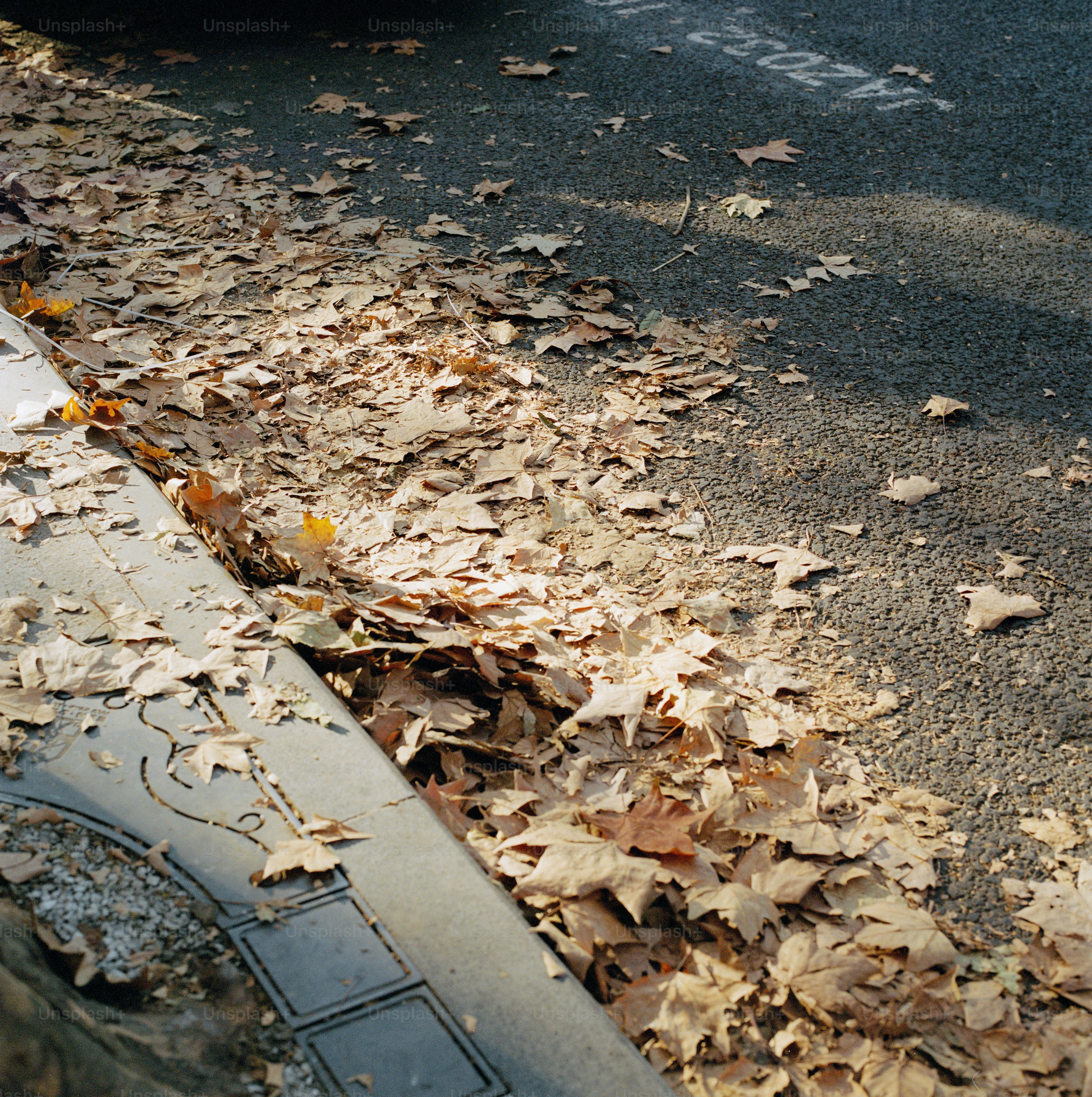 Fallen leaves cover the pavement in the autumn.
