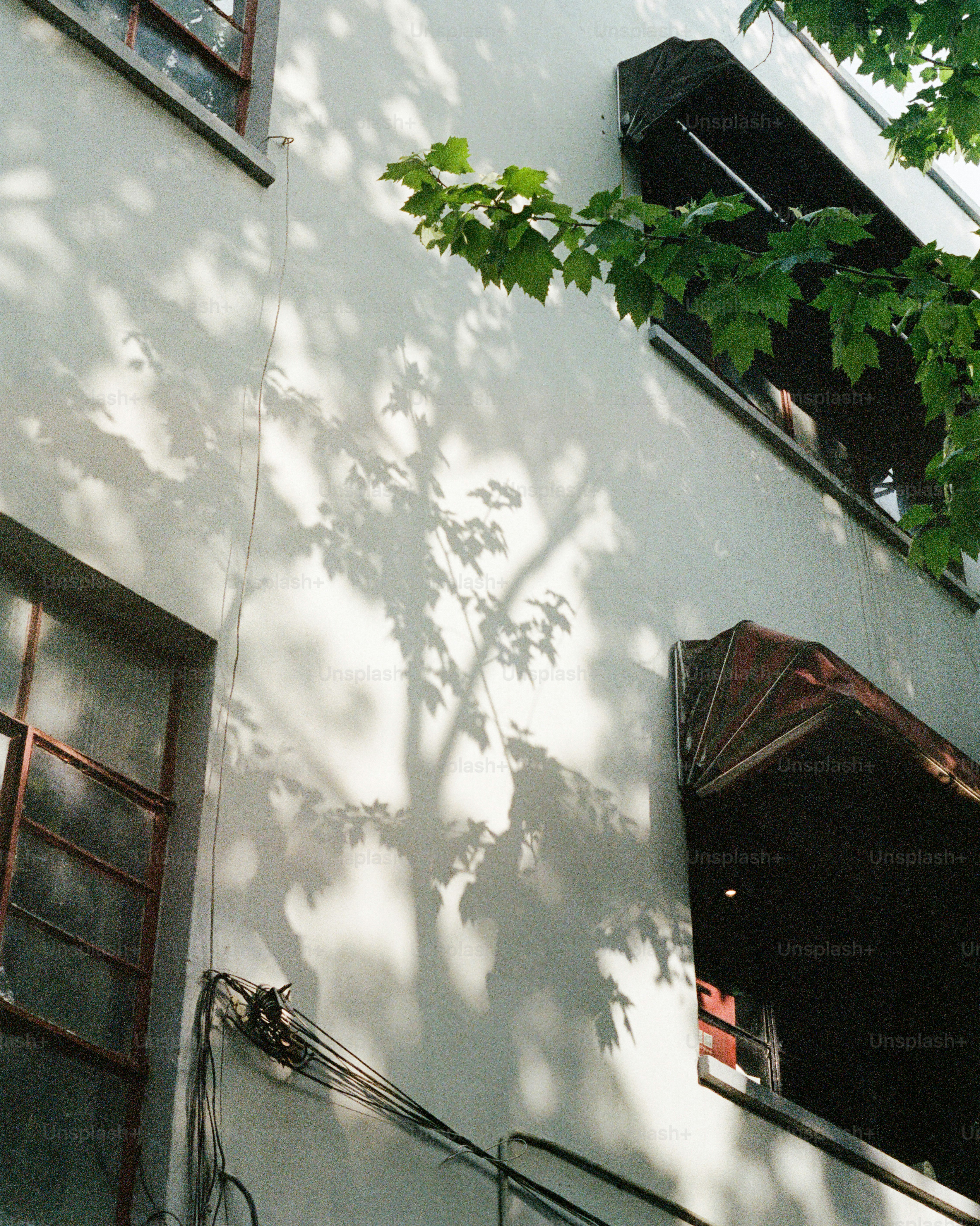 Shadows of tree branches fall on a building's wall.