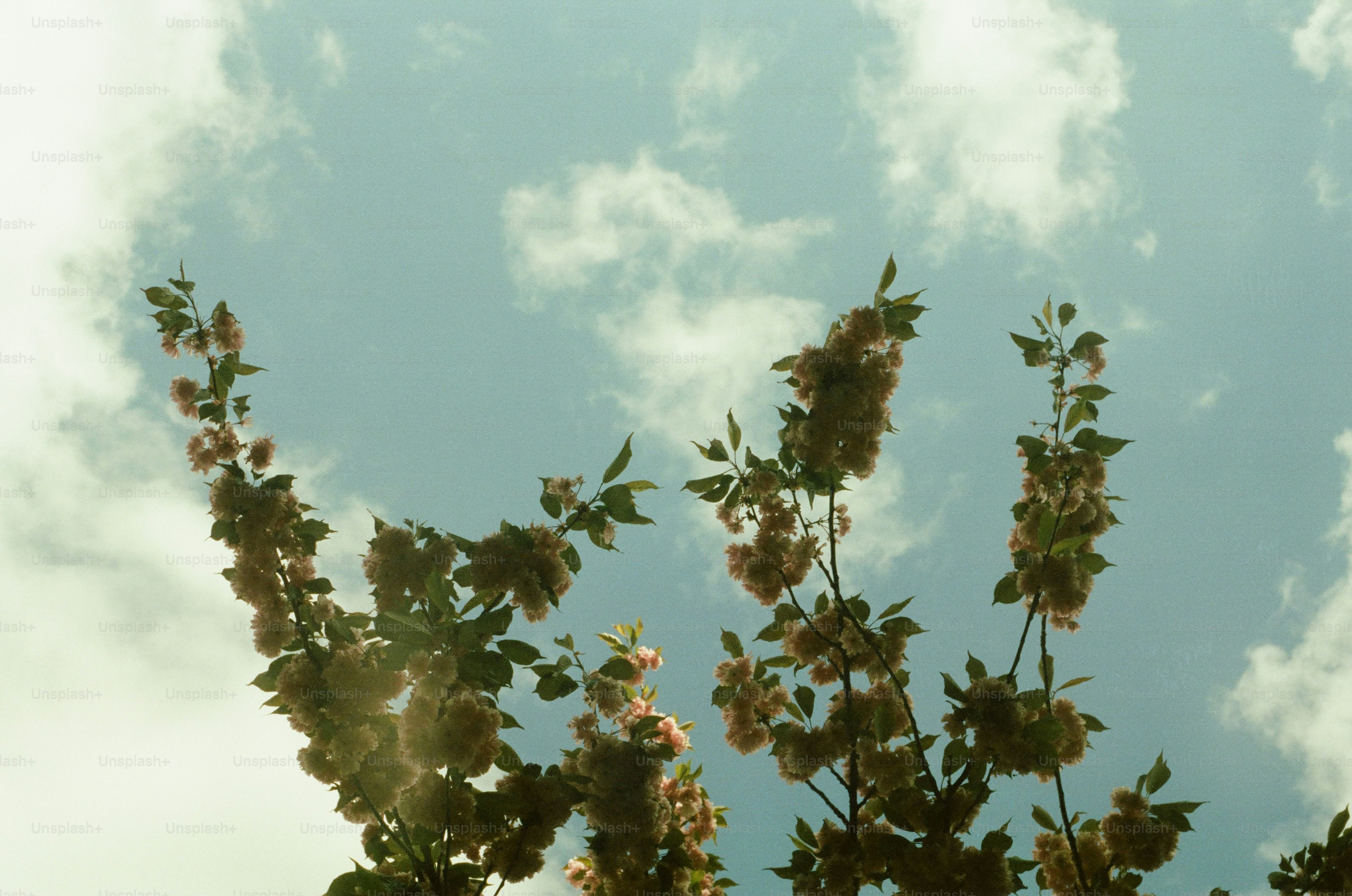 Branches reach up towards the cloudy sky.