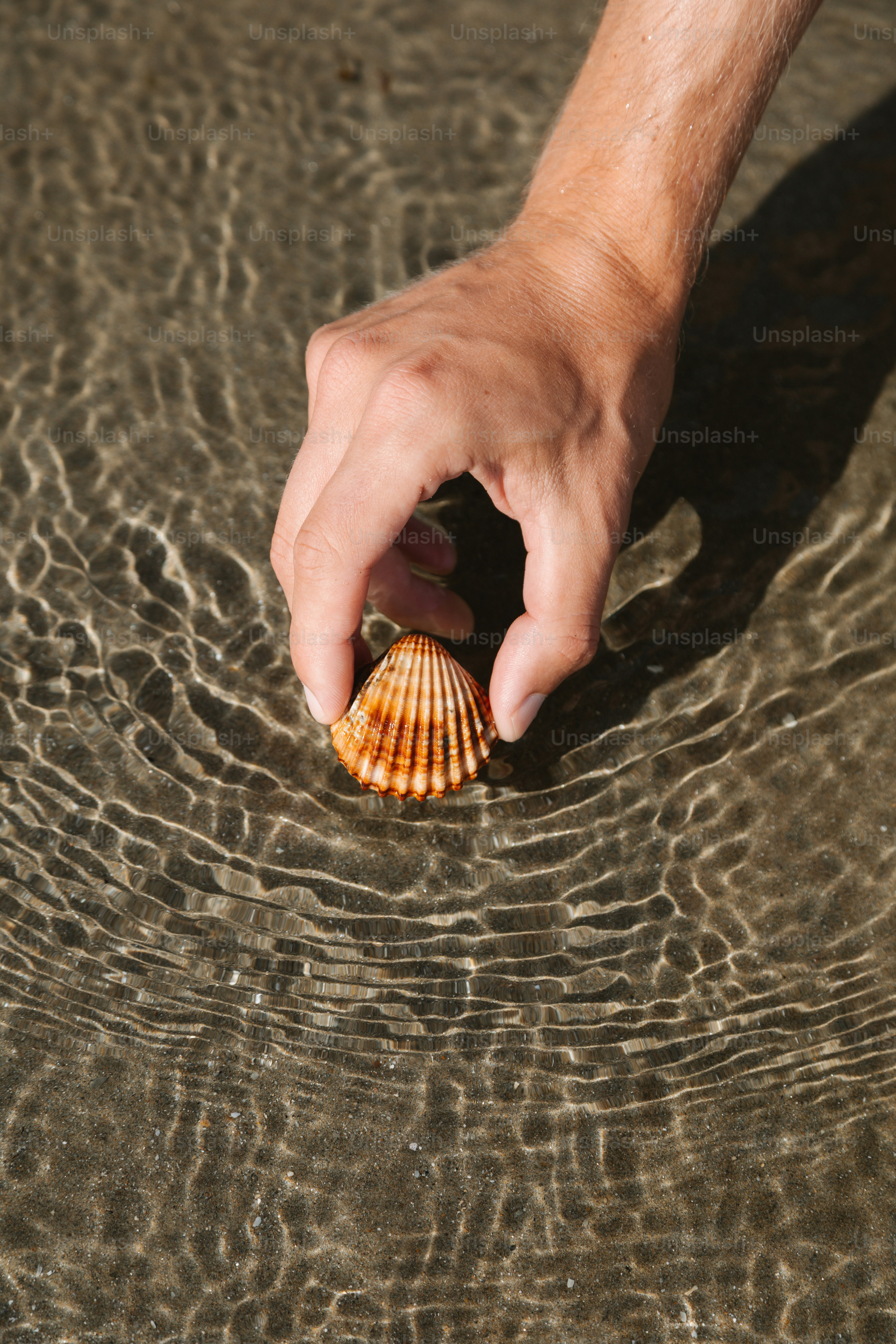 Hand gently picks up a seashell in the water.