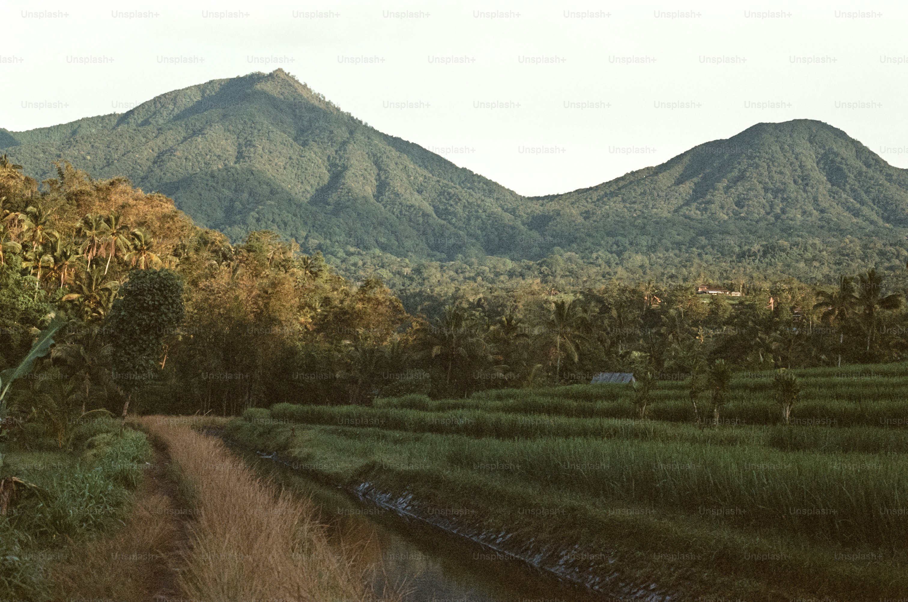 Green mountains loom over lush rice fields.