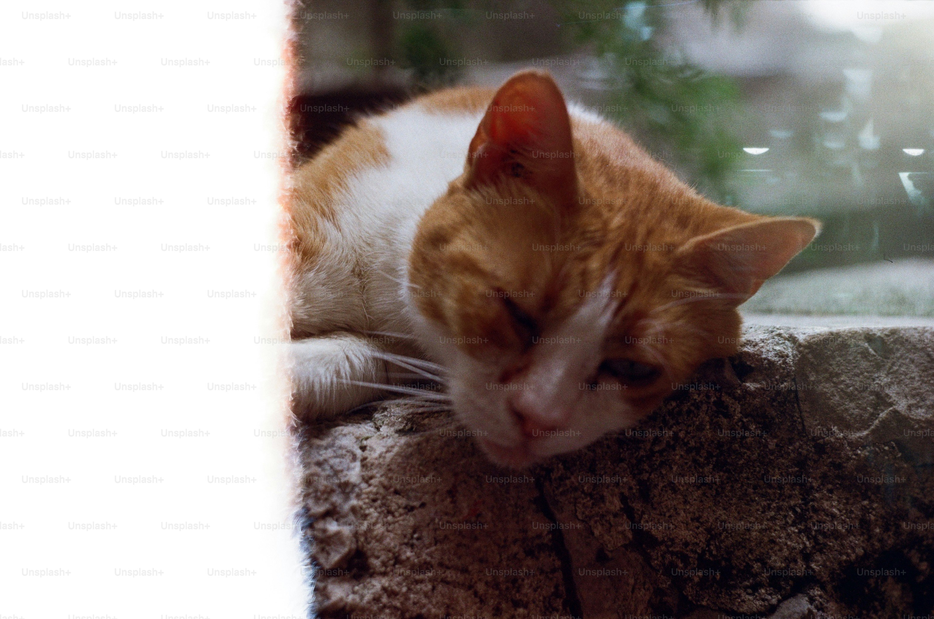 A cat is peacefully sleeping on a ledge.
