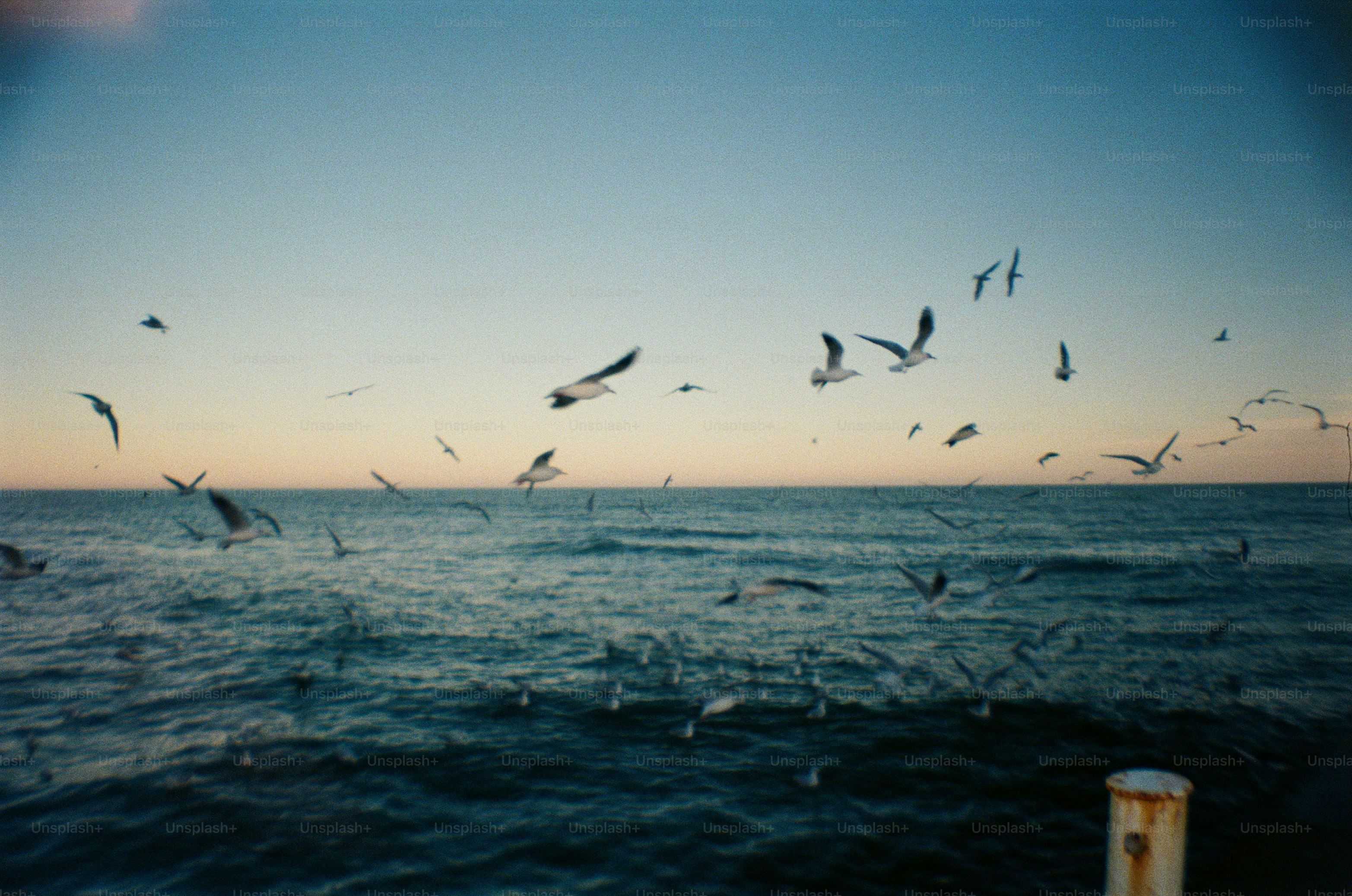 Seagulls soar over the ocean at dusk.