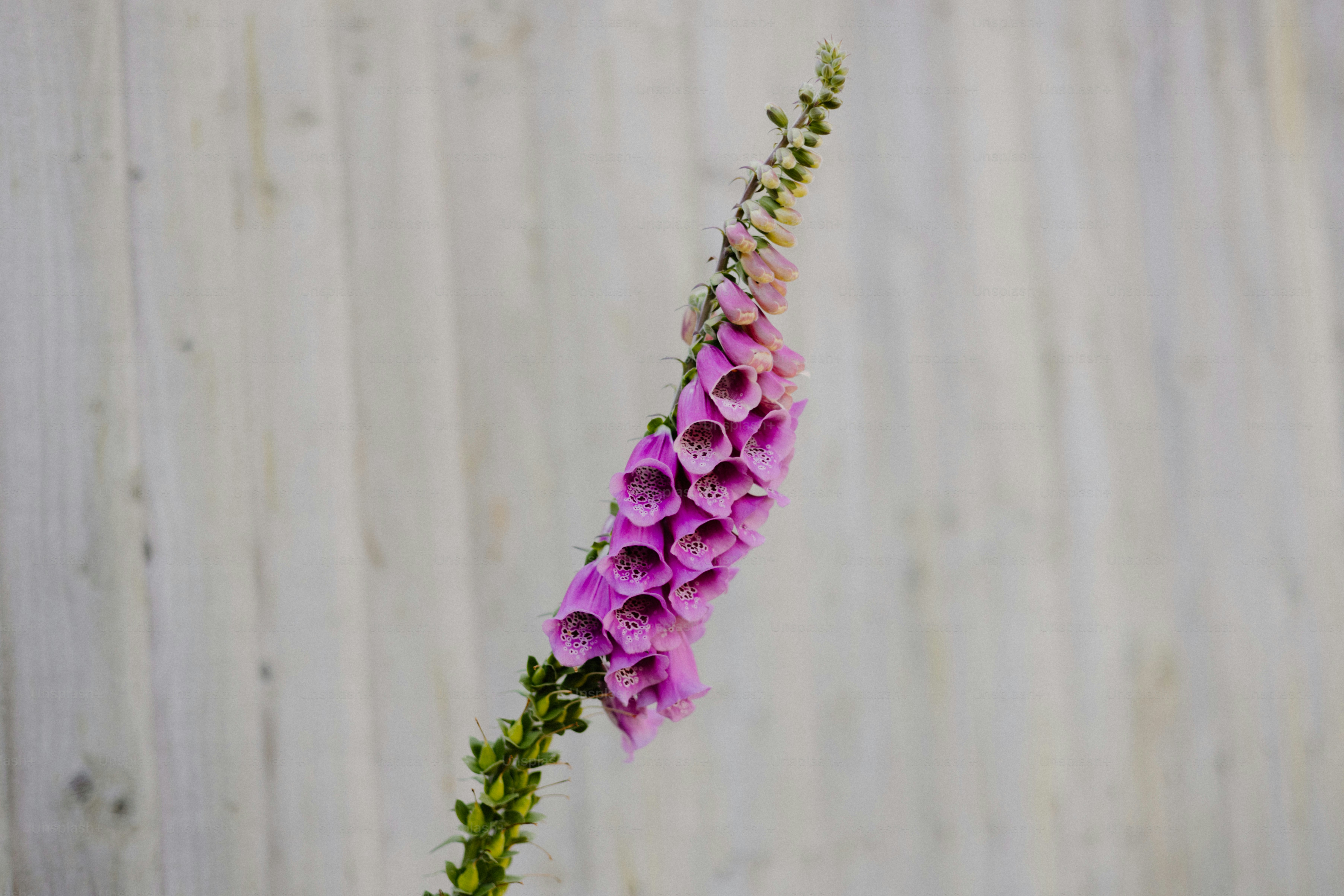 Uma dedaleira roxa se ergue orgulhosamente contra a madeira branca. foto –  Imagem sobre Flor na Unsplash, image size:3000x2001