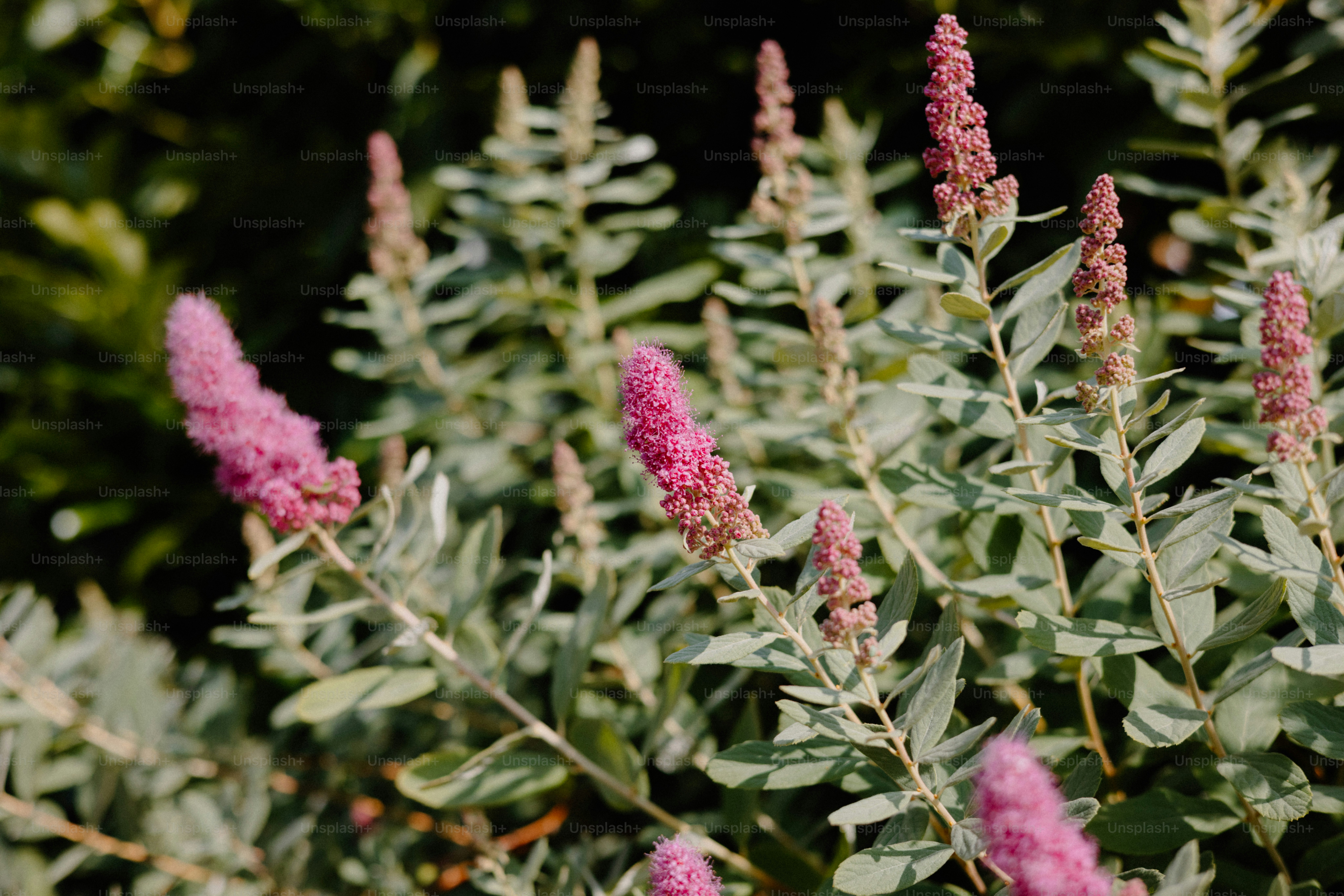 Rosa Blütentrauben blühen auf silbrig-grünem Laub.
