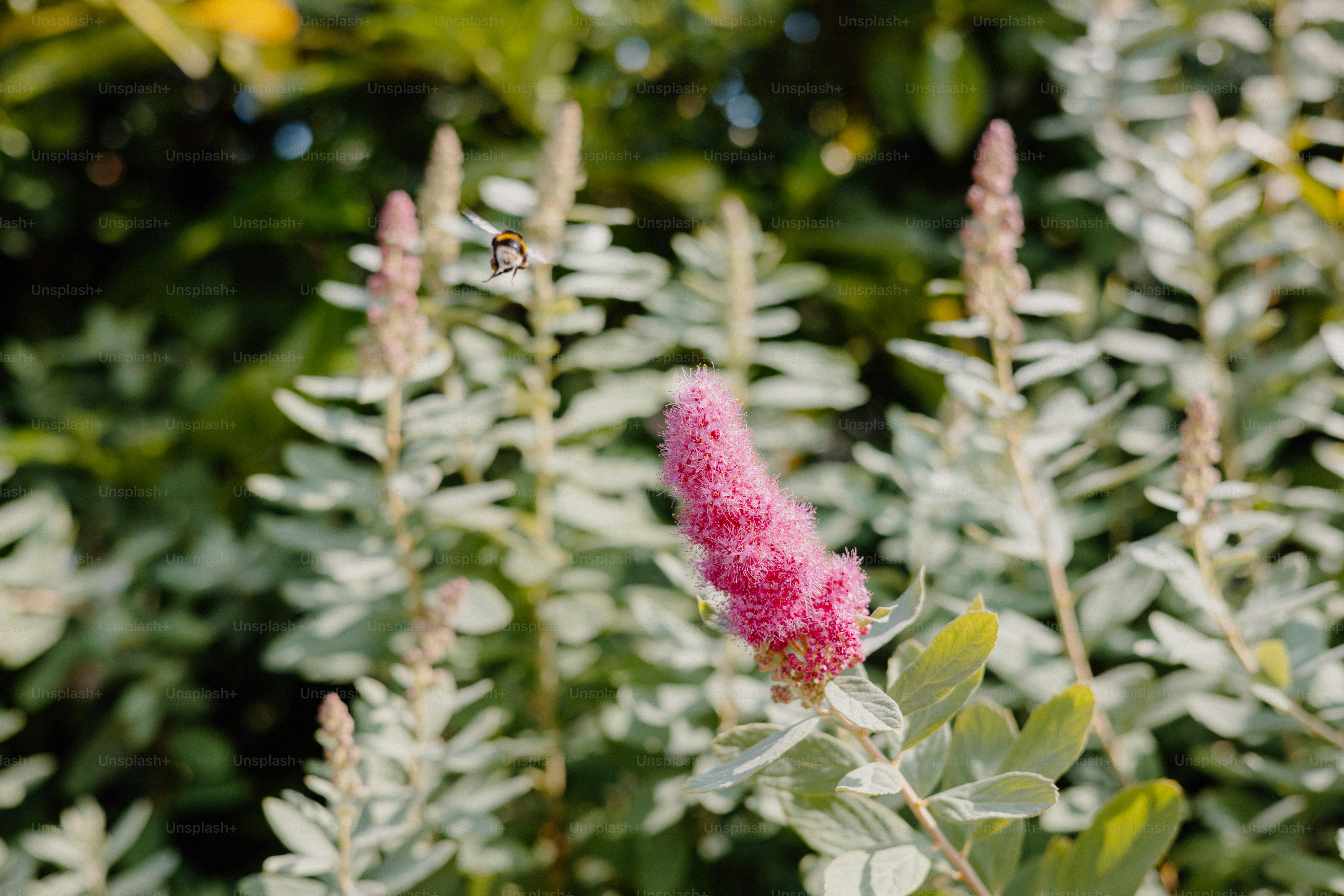 Pink flower spikes bloom amidst greenery.