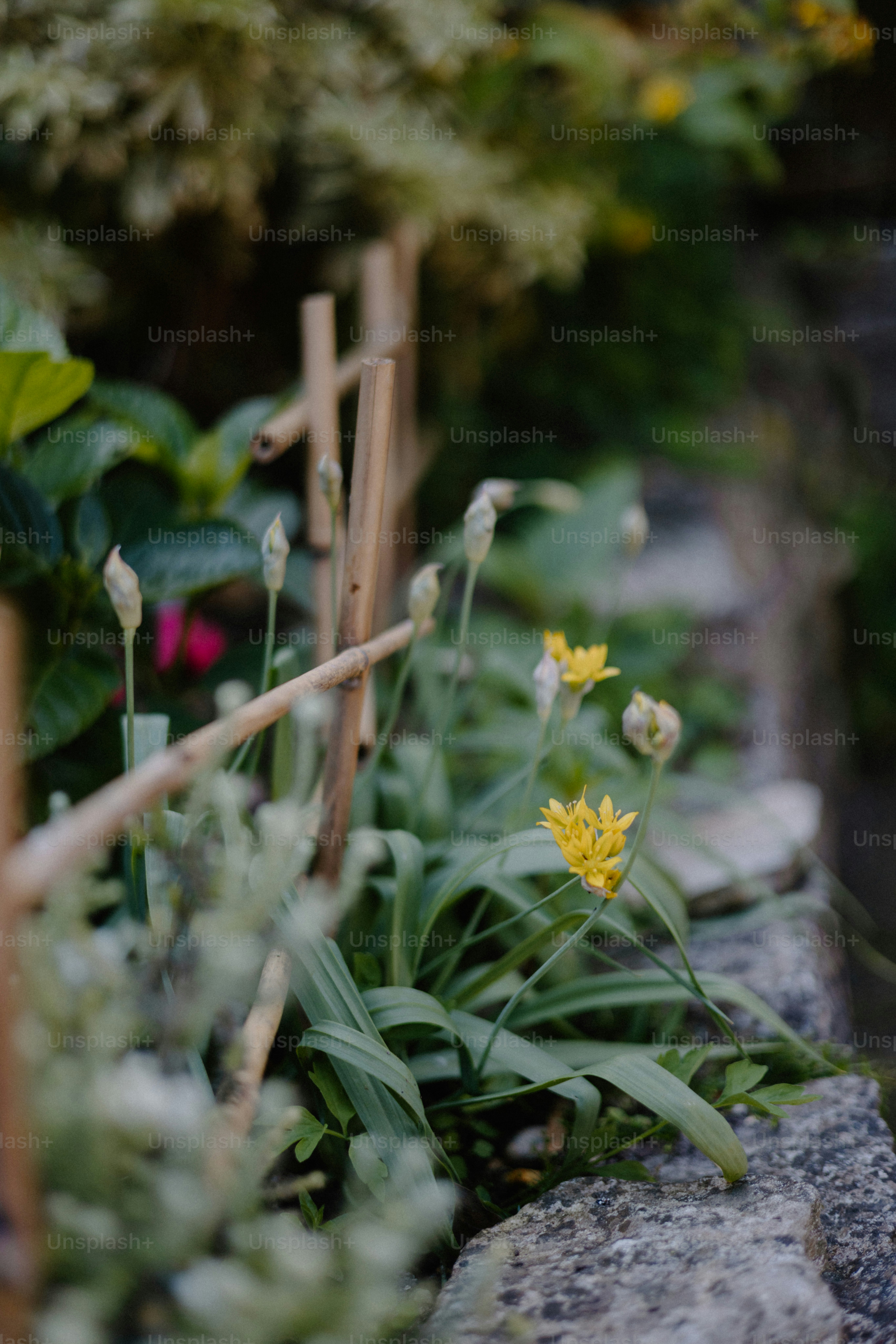 A garden features plants and a decorative bamboo fence