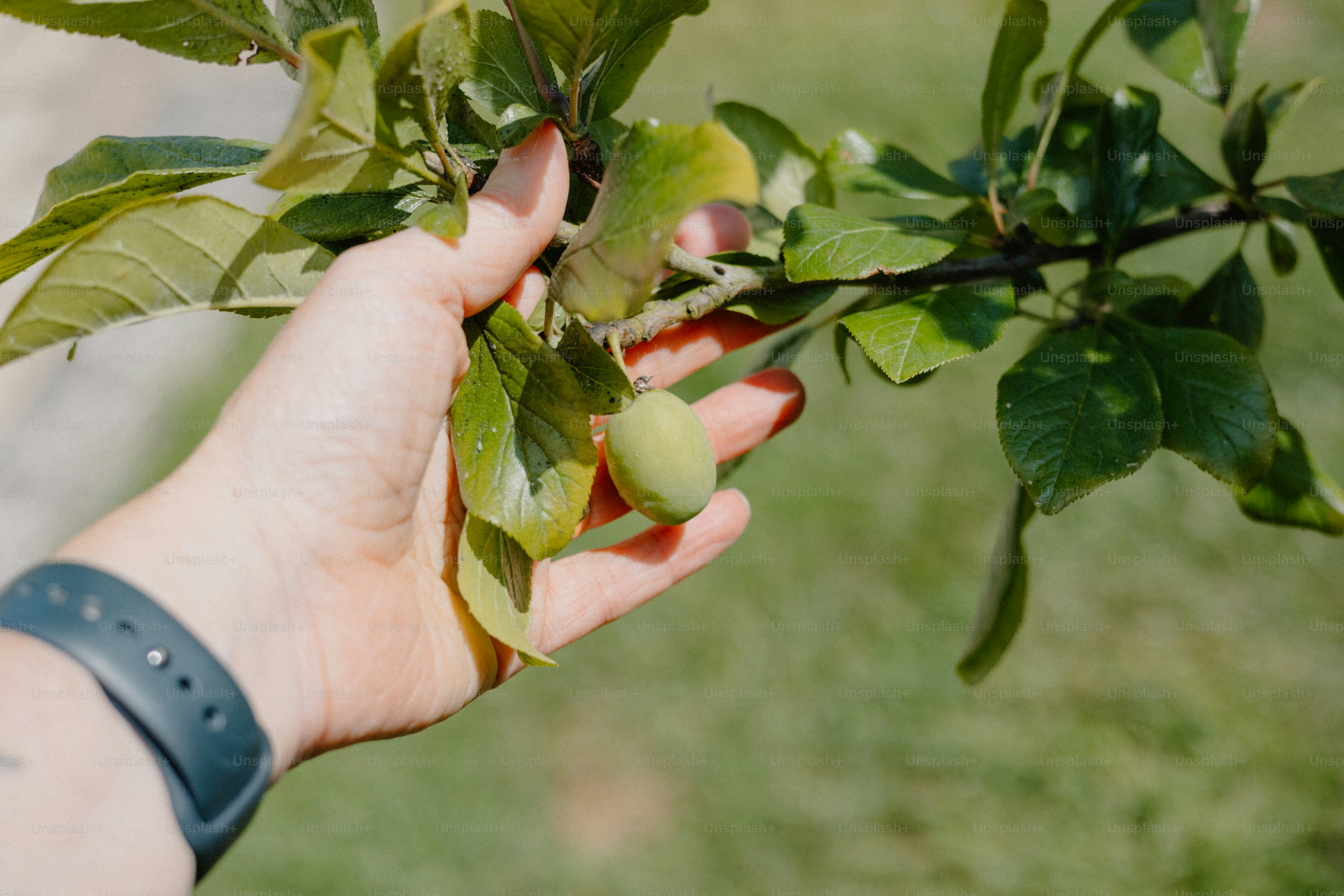 A hand holds a branch with fruit.