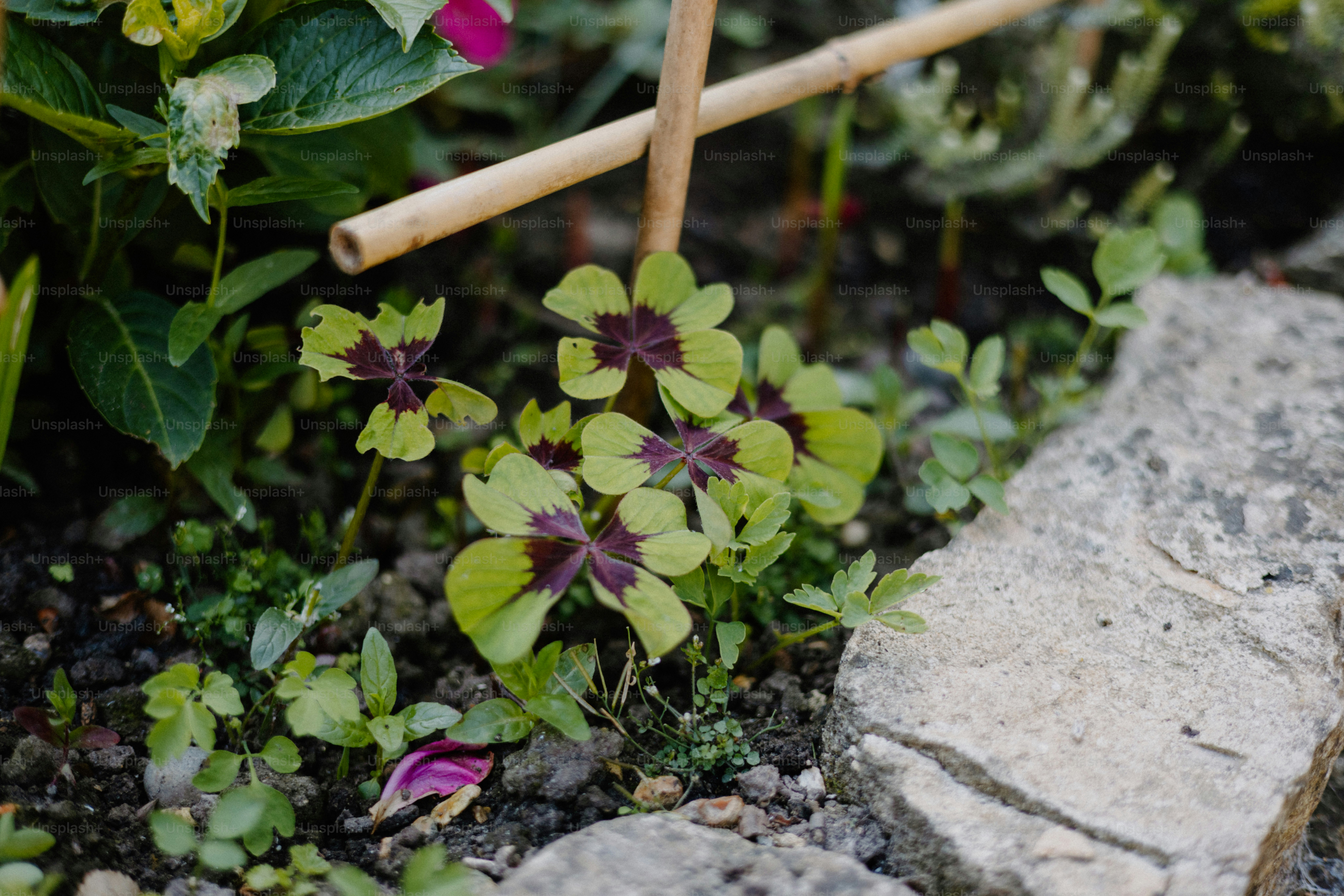 A group of four-leaf clovers grow near rocks.