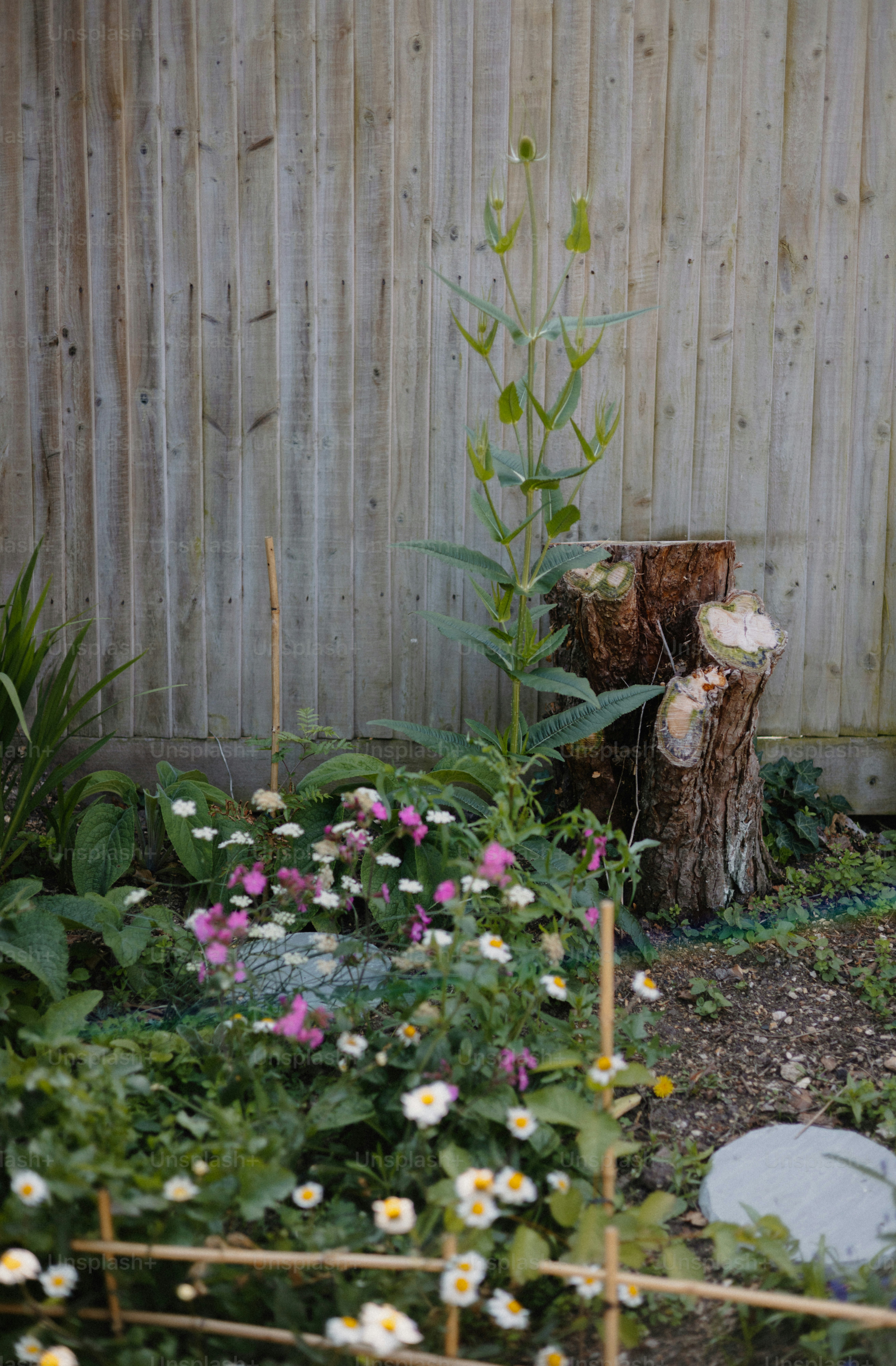 Flowers and a tree stump next to a wooden fence