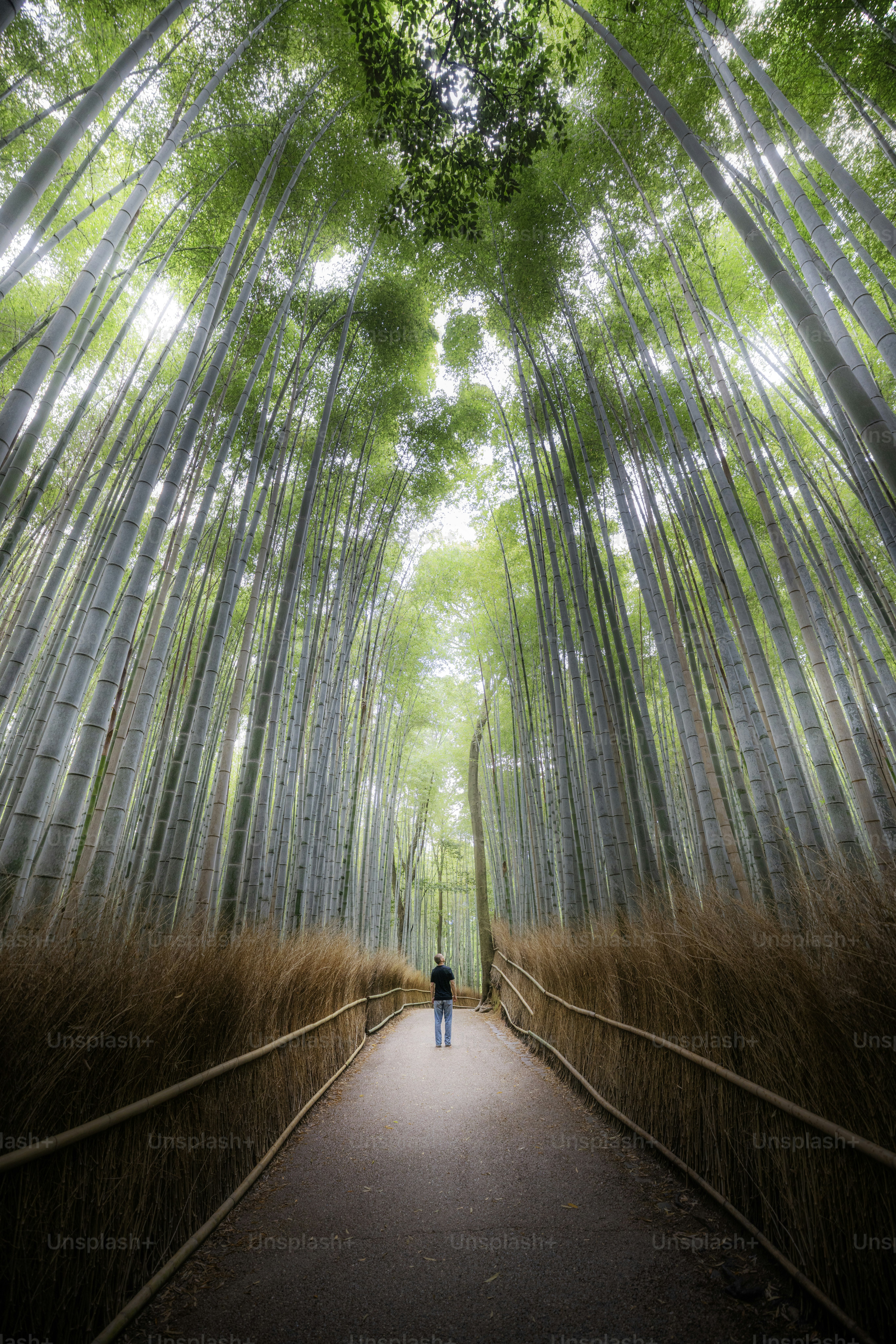 Person walks through a bamboo forest.