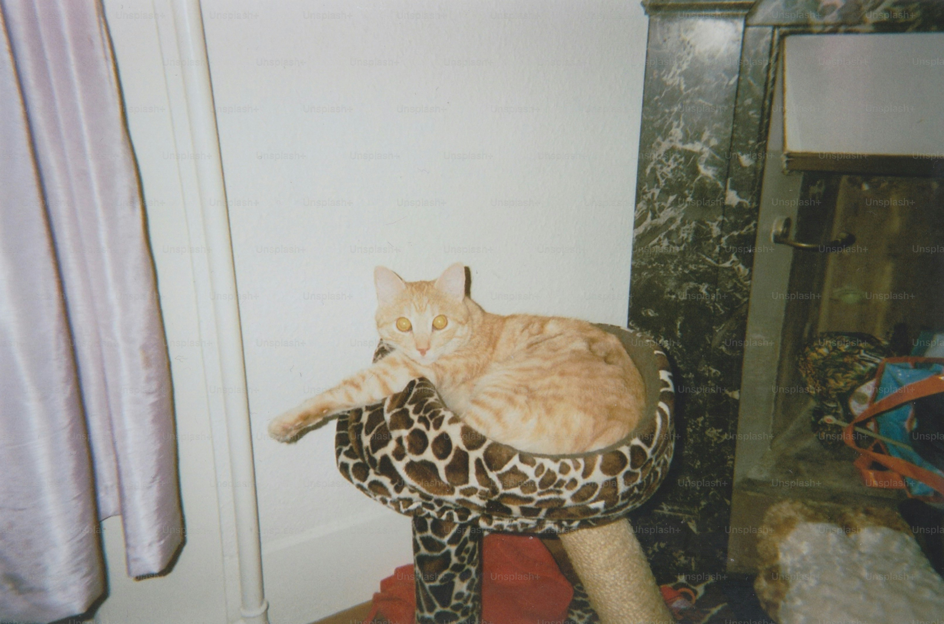 Un gato naranja se relaja en su árbol para gatos.