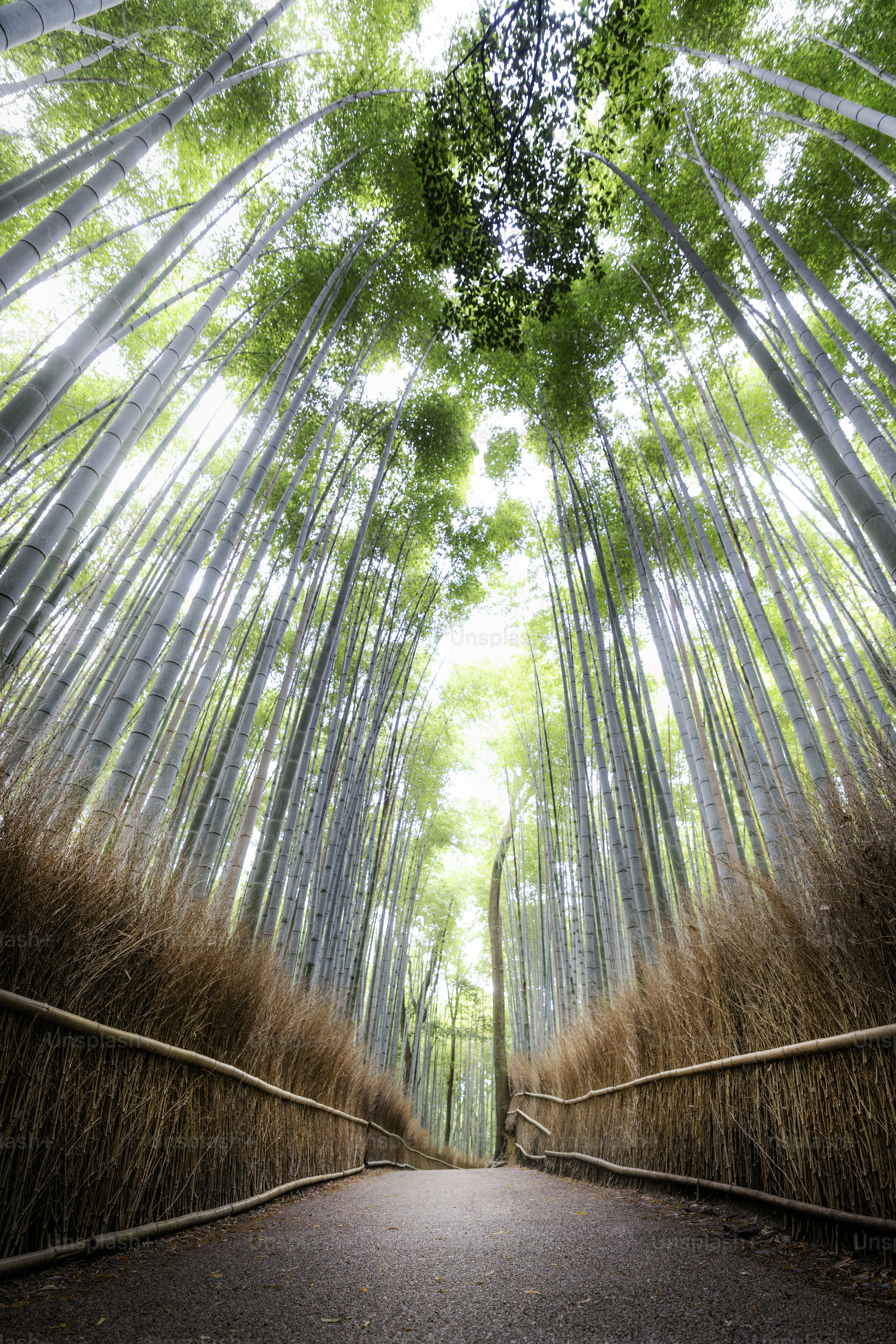 A bamboo forest path stretches towards the sky.