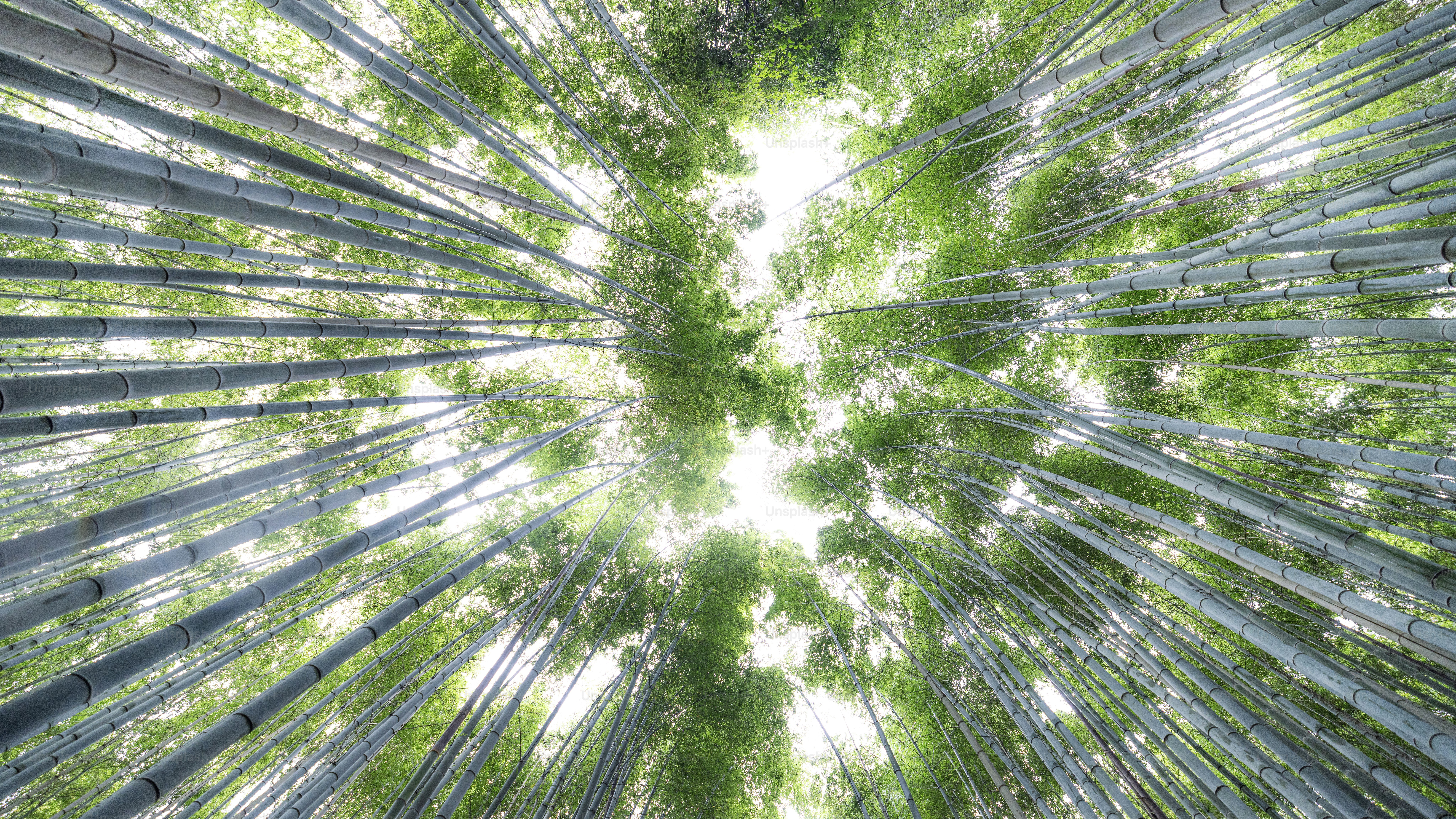 Looking up through a bamboo forest's canopy.