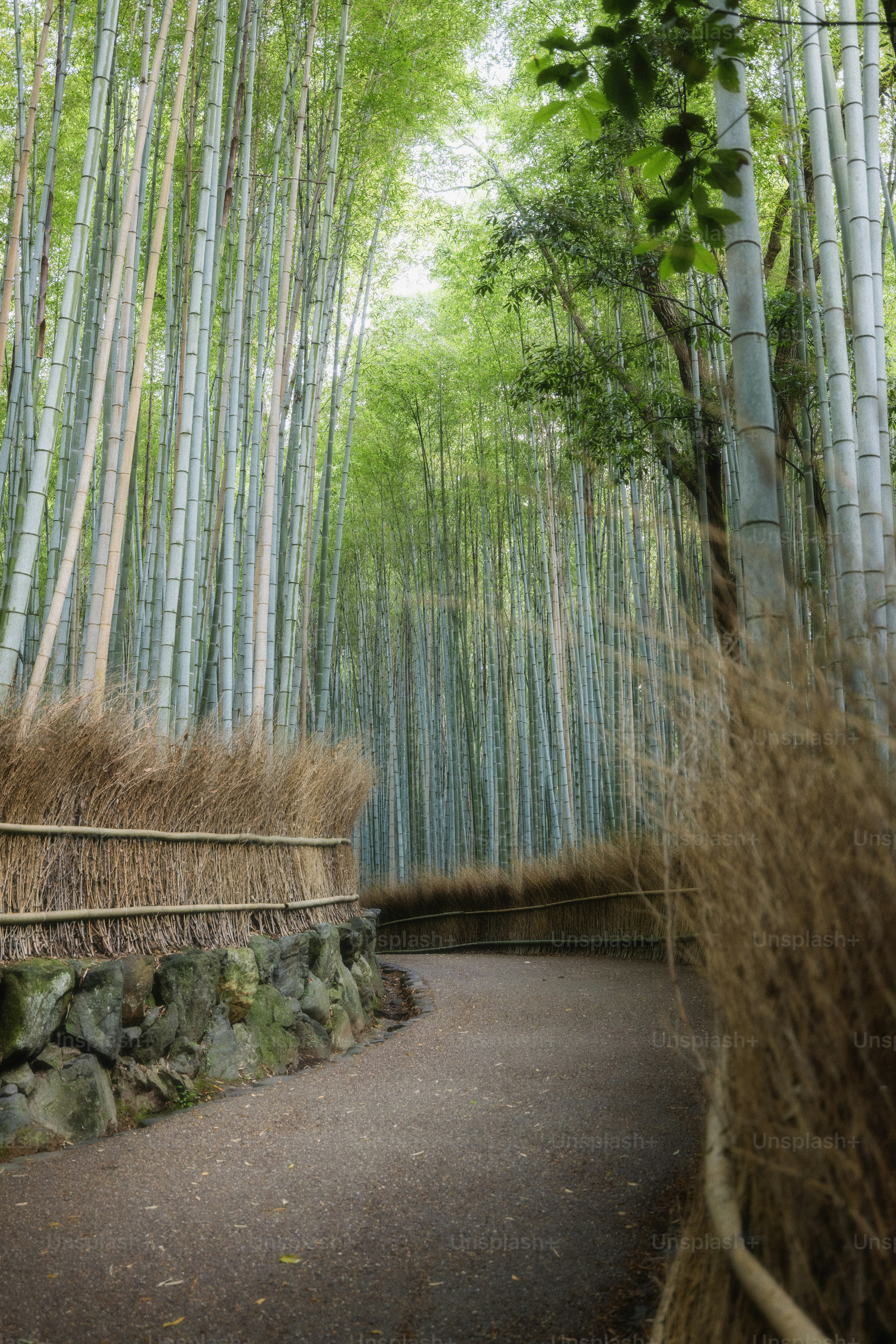 A winding path leads through a dense bamboo forest.