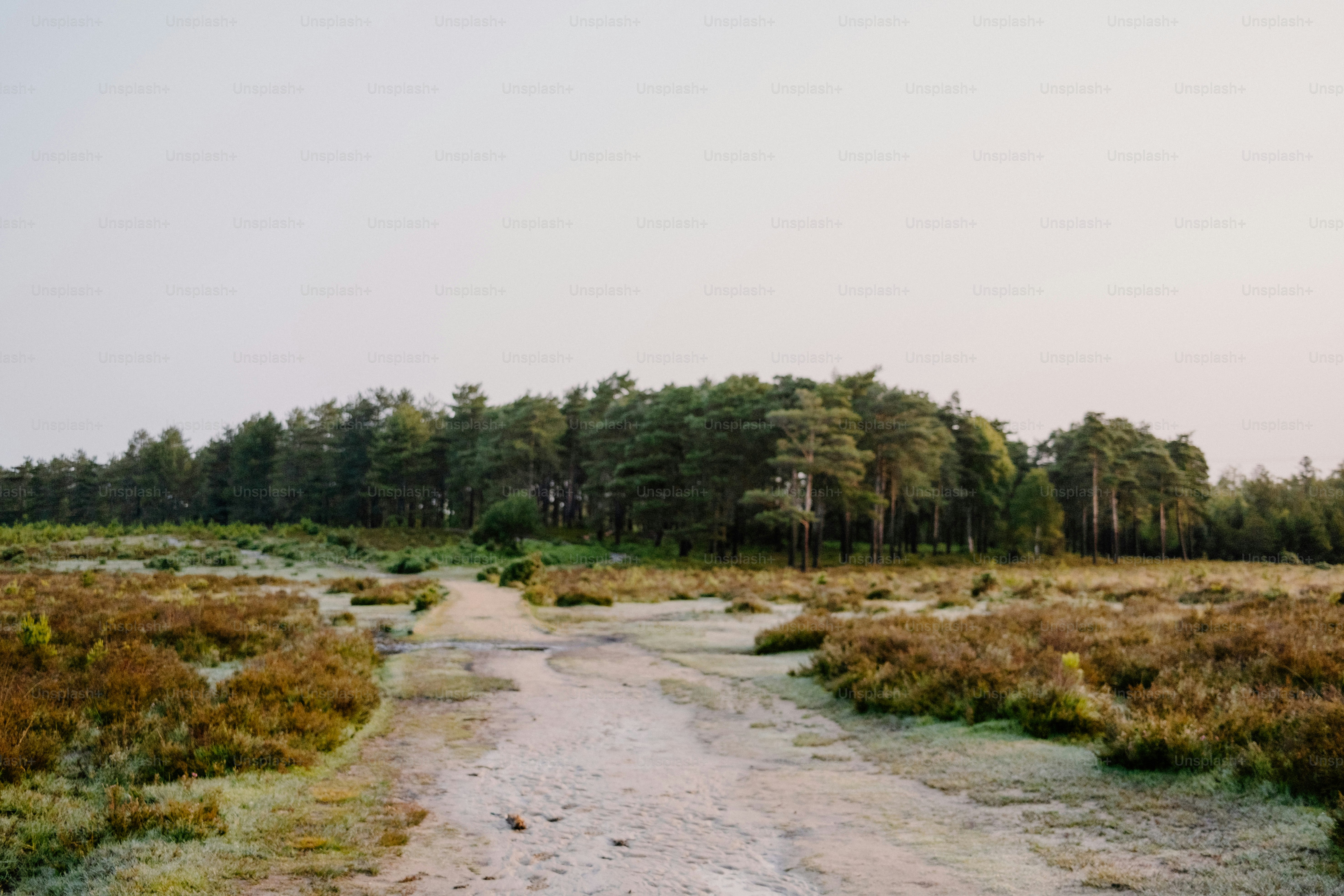 A dirt path leads to the forest.