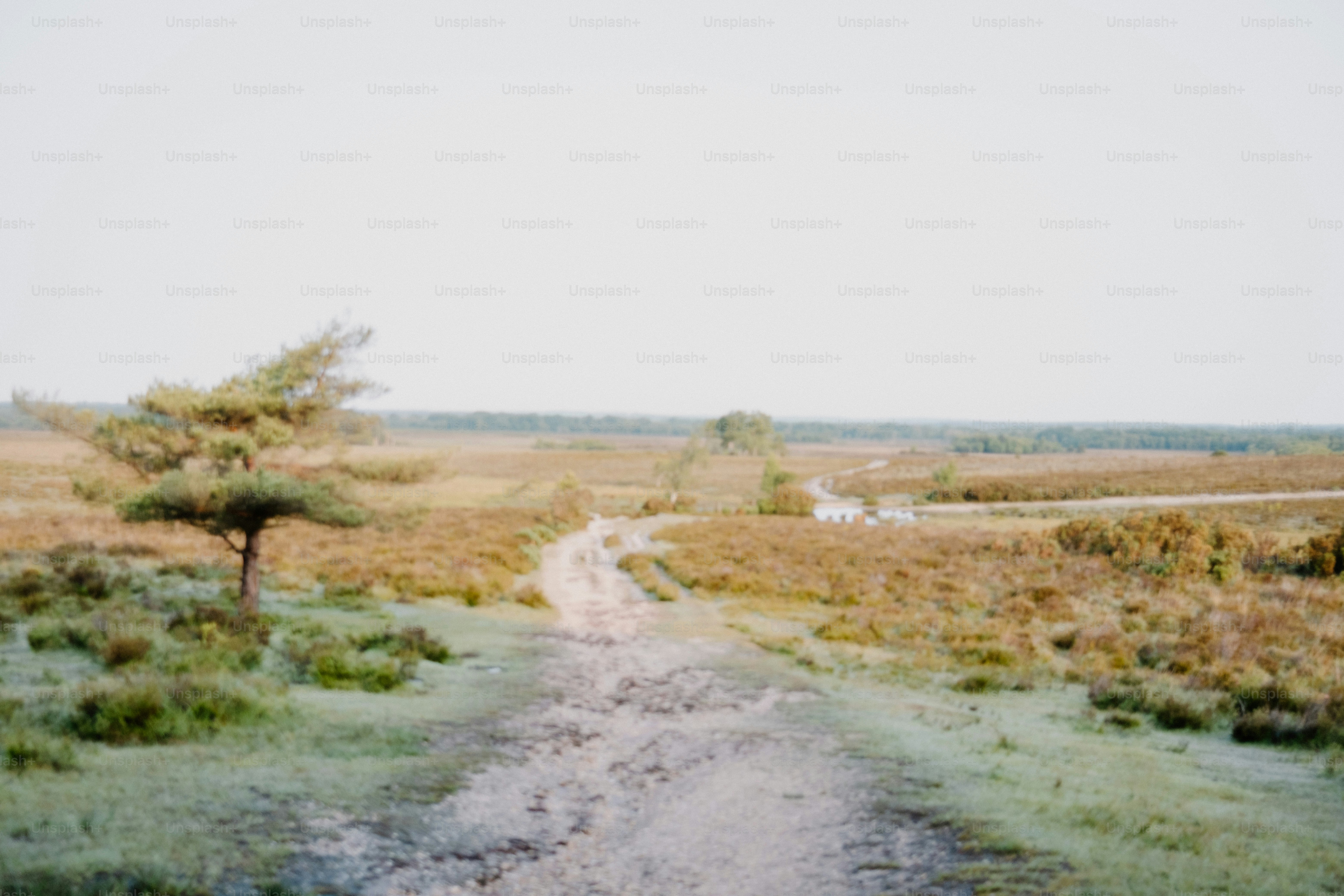 A muddy road leads through a vast field.