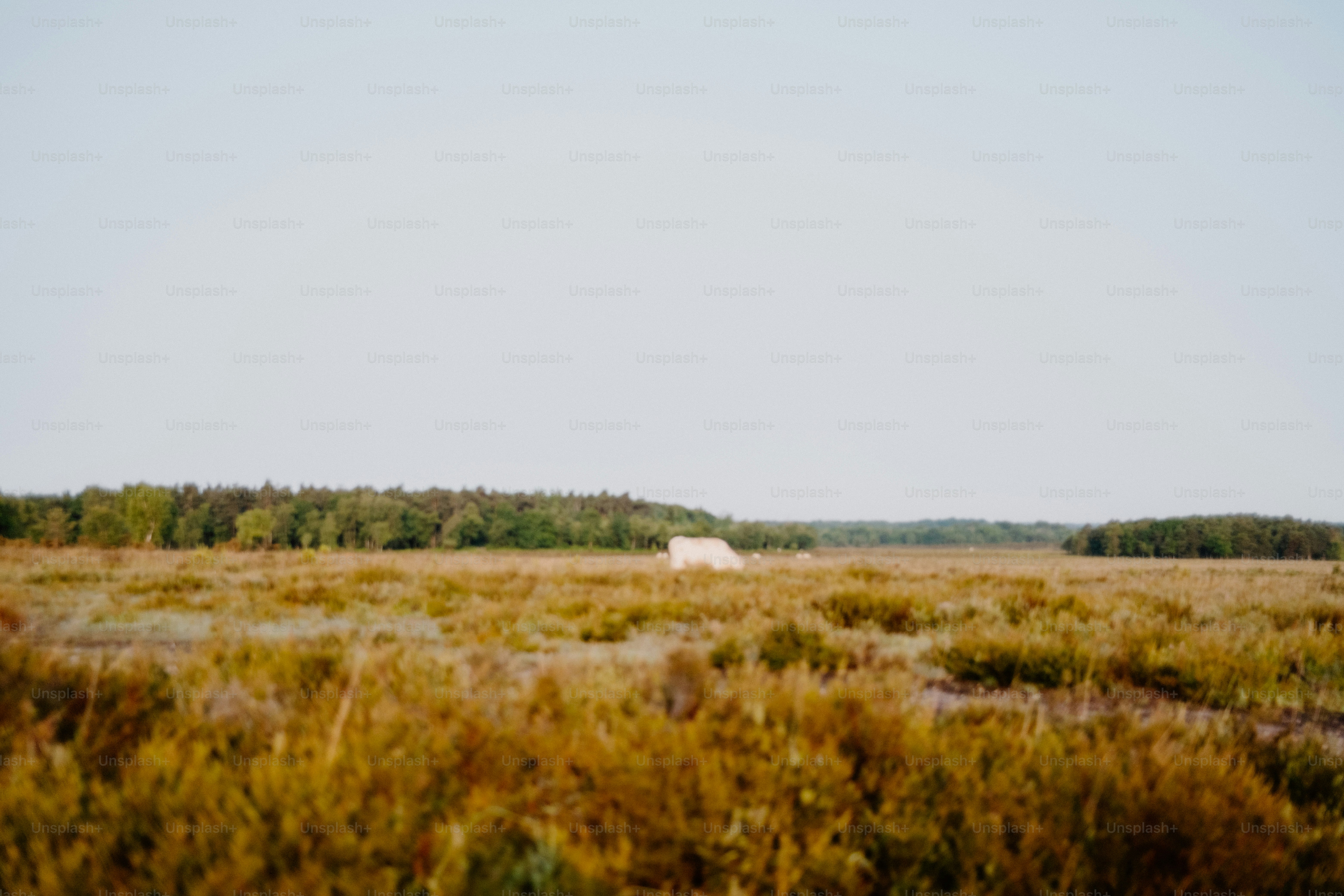 Out of focus nature background, good for overlaying text on