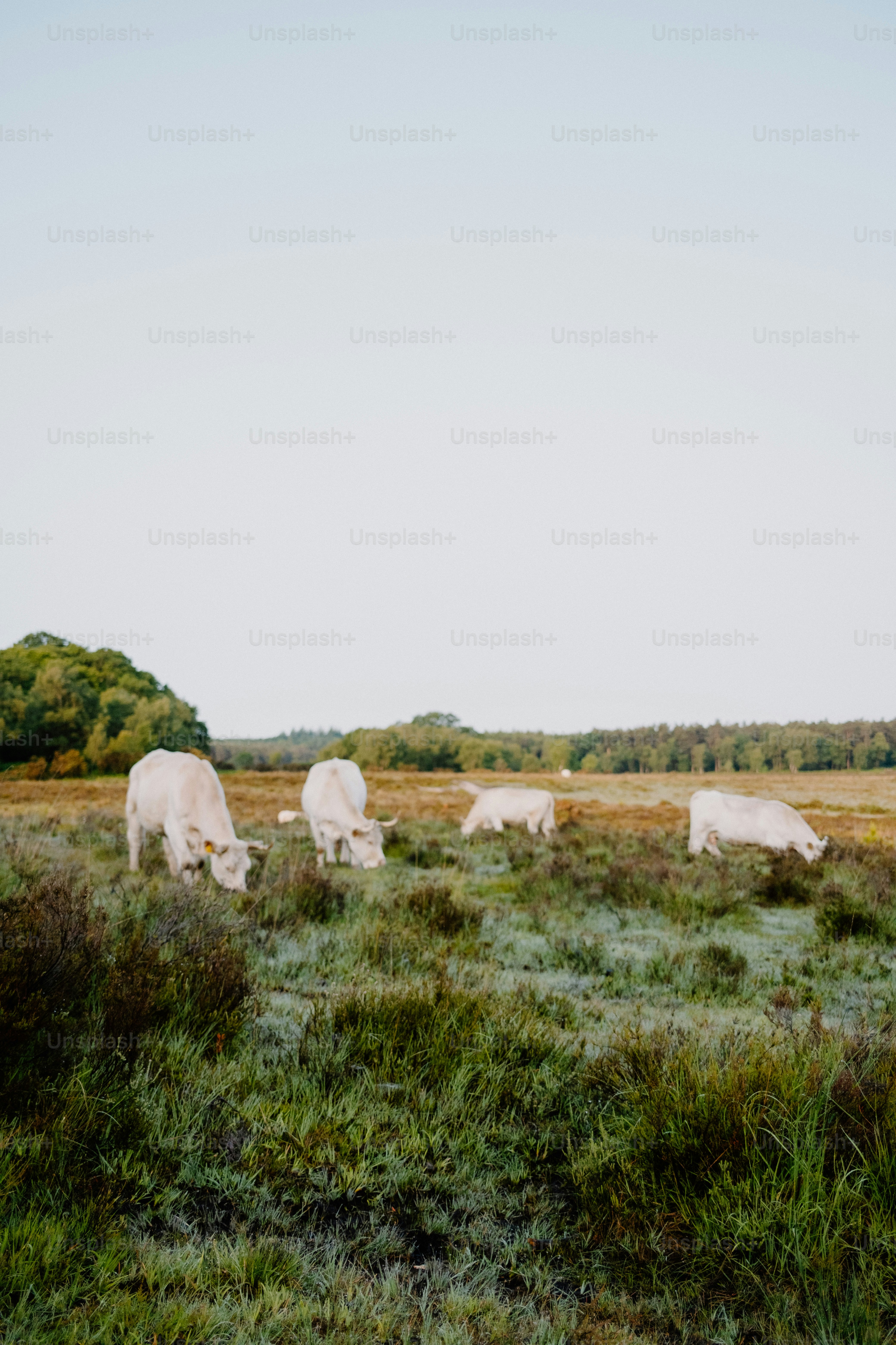 夜明けの緑の野原で草を食む牛たち。